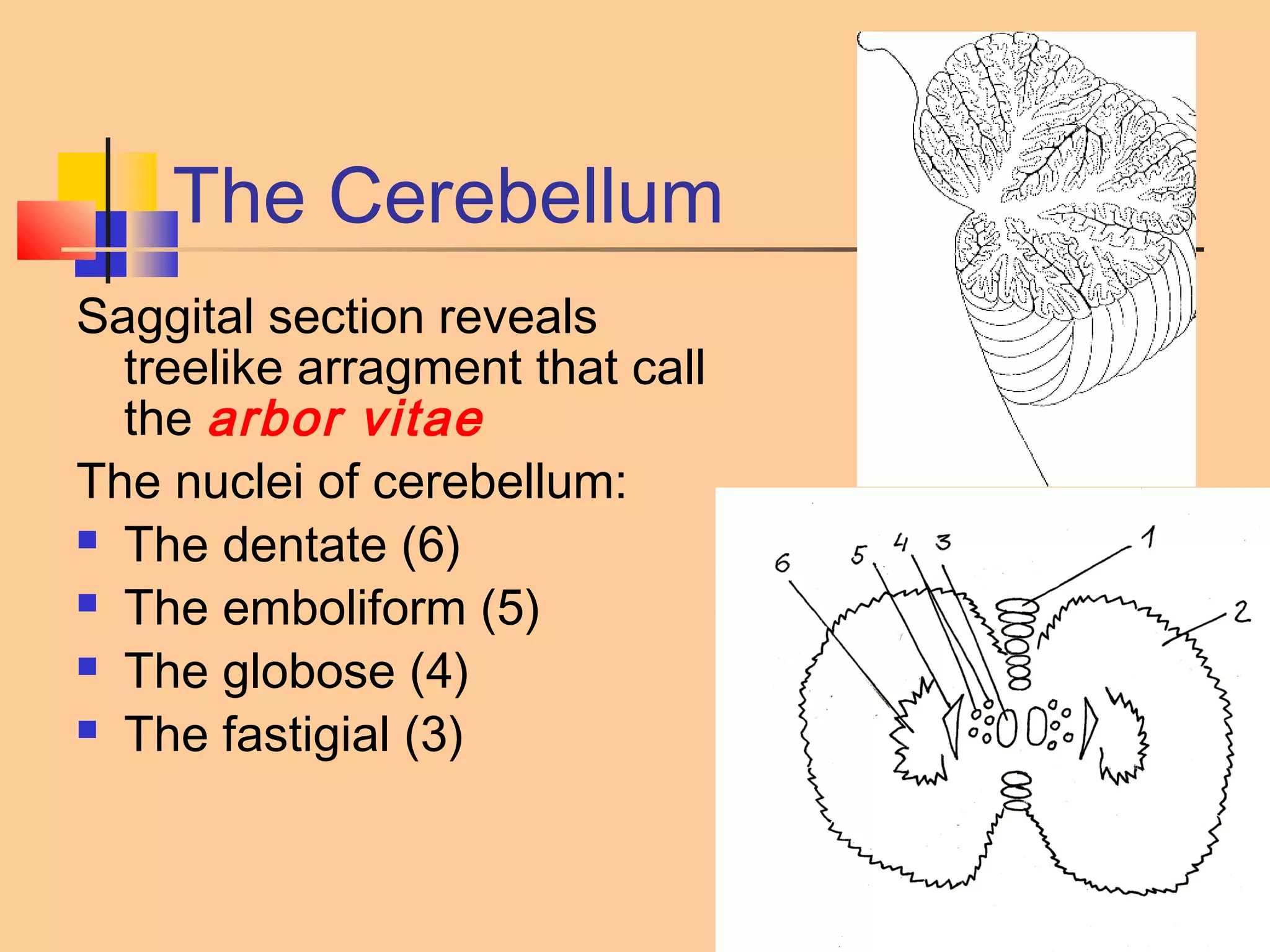 15-29
The Cerebellum
Saggital section reveals
treelike arragment that call
the arbor vitae
The nuclei of cerebellum:
 The dentate (6)
 The emboliform (5)
 The globose (4)
 The fastigial (3)
 