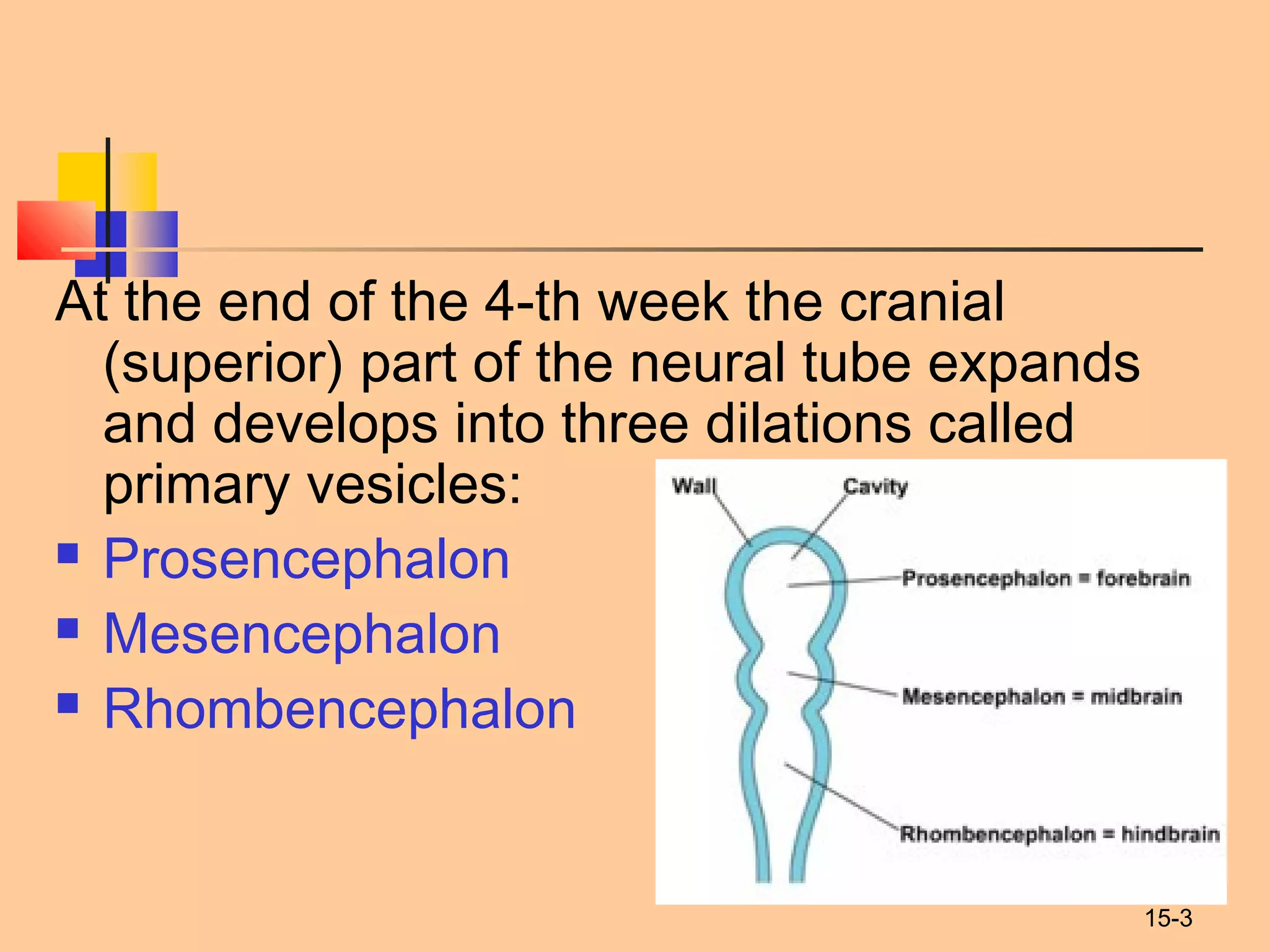 15-3
At the end of the 4-th week the cranial
(superior) part of the neural tube expands
and develops into three dilations called
primary vesicles:
 Prosencephalon
 Mesencephalon
 Rhombencephalon
 