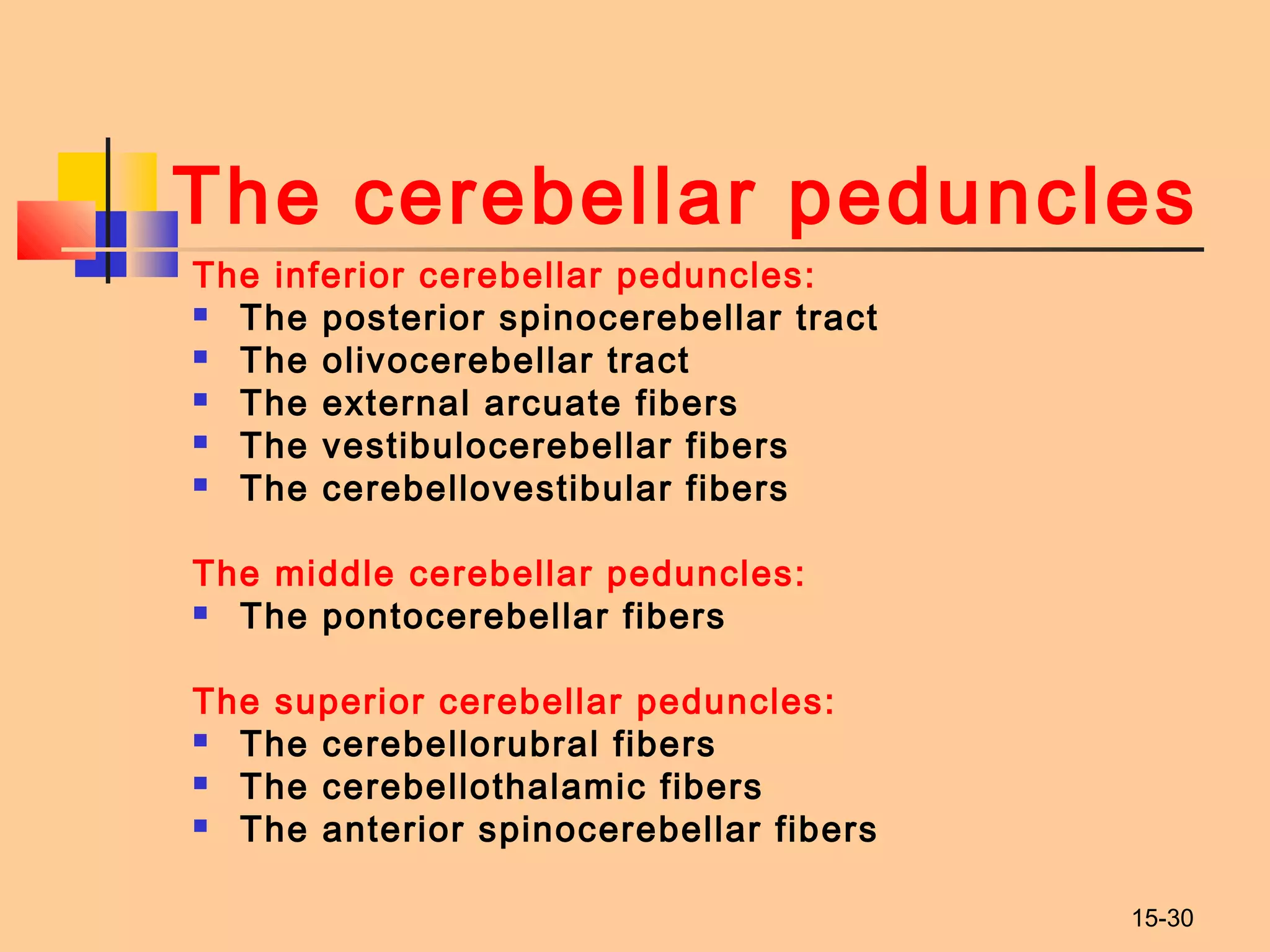 15-30
The cerebellar peduncles
The inferior cerebellar peduncles:
 The posterior spinocerebellar tract
 The olivocerebellar tract
 The external arcuate fibers
 The vestibulocerebellar fibers
 The cerebellovestibular fibers
The middle cerebellar peduncles:
 The pontocerebellar fibers
The superior cerebellar peduncles:
 The cerebellorubral fibers
 The cerebellothalamic fibers
 The anterior spinocerebellar fibers
 