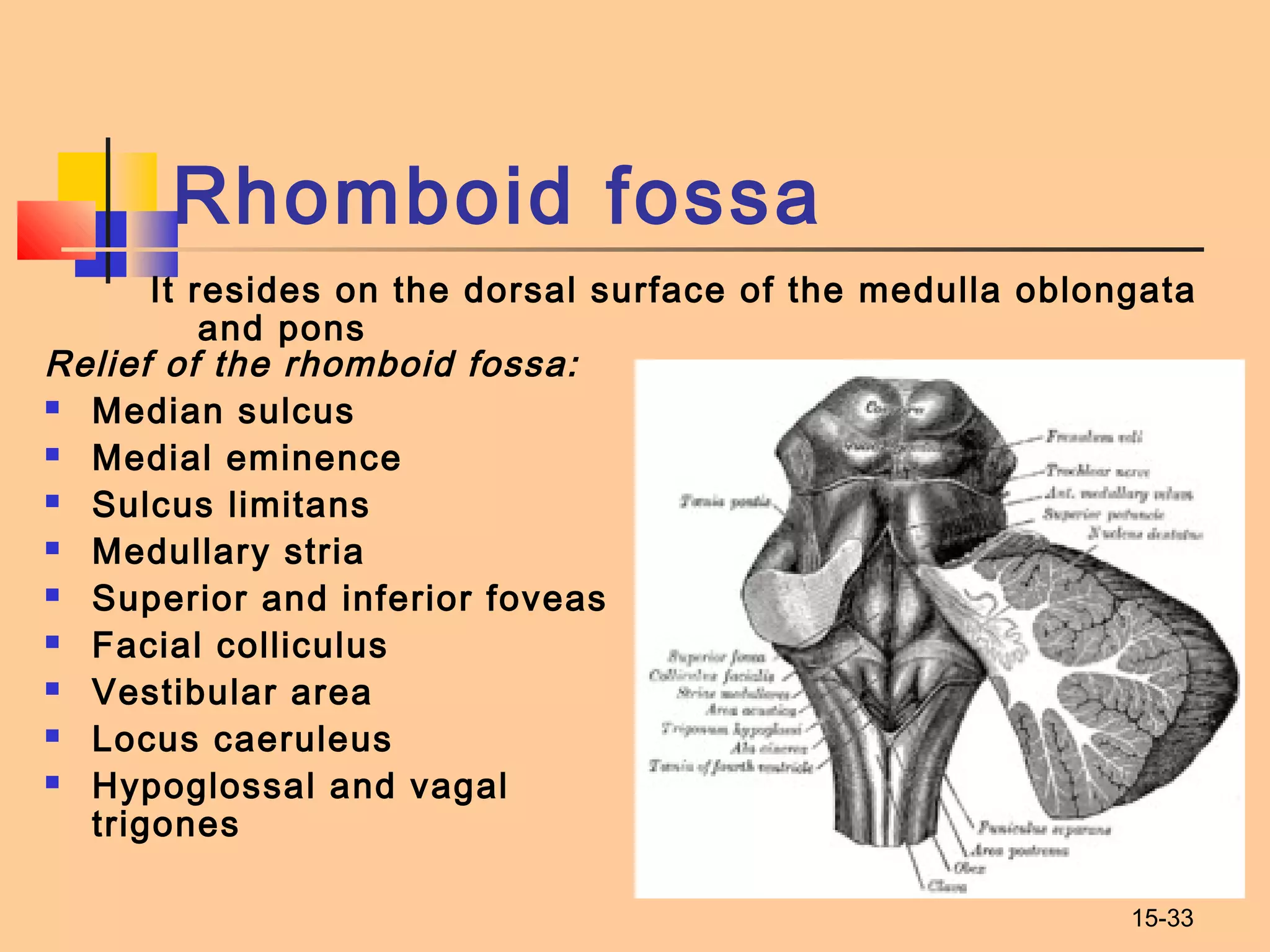 15-33
Rhomboid fossa
It resides on the dorsal surface of the medulla oblongata
and pons
Relief of the rhomboid fossa:
 Median sulcus
 Medial eminence
 Sulcus limitans
 Medullary stria
 Superior and inferior foveas
 Facial colliculus
 Vestibular area
 Locus caeruleus
 Hypoglossal and vagal
trigones
 