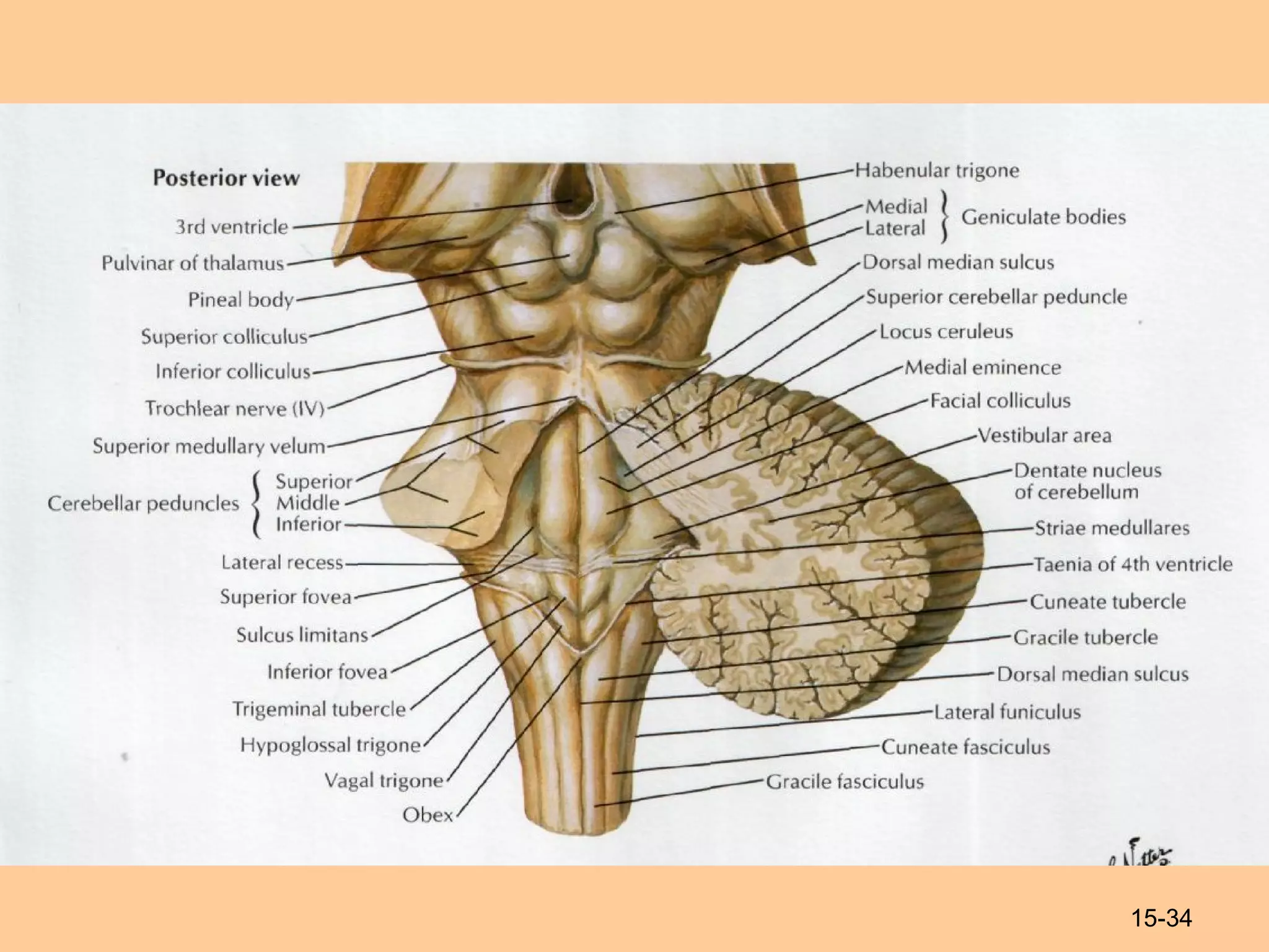 Structure Of Rhombencephalon Midbrain And Diencephalon Vegetative Structure Of Rhombencephalon Midbrain And Diencephalon Vegetative