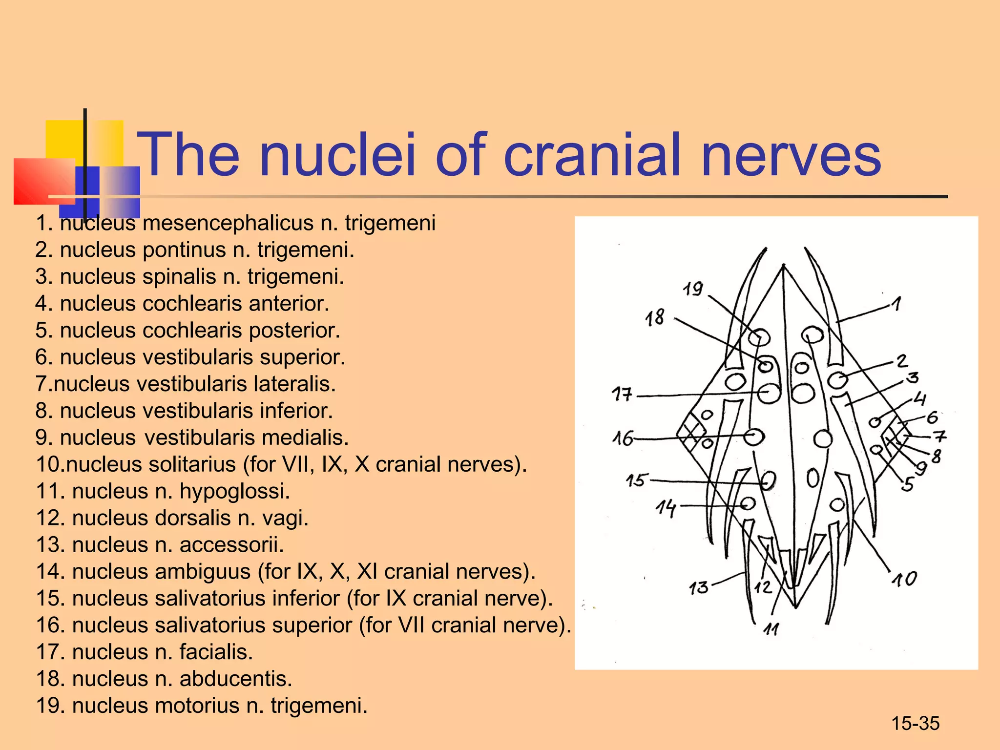 15-35
The nuclei of cranial nerves
1. nucleus mesencephalicus n. trigemeni
2. nucleus pontinus n. trigemeni.
3. nucleus spinalis n. trigemeni.
4. nucleus cochlearis anterior.
5. nucleus cochlearis posterior.
6. nucleus vestibularis superior.
7.nucleus vestibularis lateralis.
8. nucleus vestibularis inferior.
9. nucleus vestibularis medialis.
10.nucleus solitarius (for VII, IX, X cranial nerves).
11. nucleus n. hypoglossi.
12. nucleus dorsalis n. vagi.
13. nucleus n. accessorii.
14. nucleus ambiguus (for IX, X, XI cranial nerves).
15. nucleus salivatorius inferior (for IX cranial nerve).
16. nucleus salivatorius superior (for VII cranial nerve).
17. nucleus n. facialis.
18. nucleus n. abducentis.
19. nucleus motorius n. trigemeni.
 