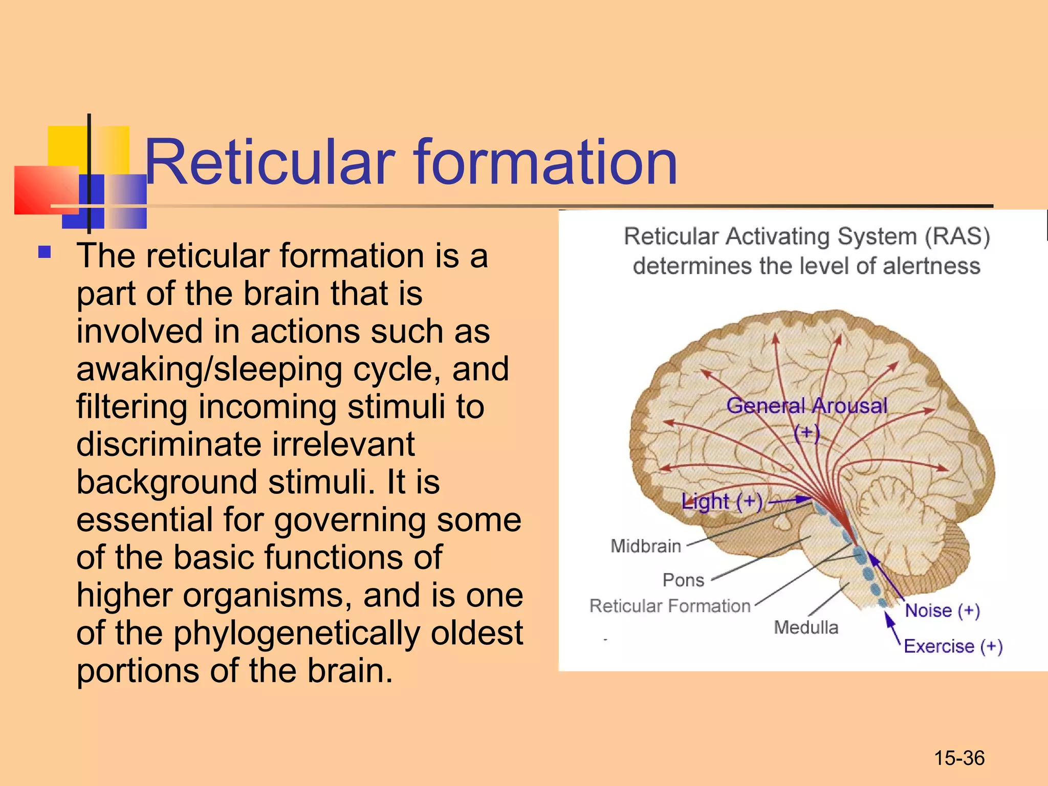 15-36
Reticular formation
 The reticular formation is a
part of the brain that is
involved in actions such as
awaking/sleeping cycle, and
filtering incoming stimuli to
discriminate irrelevant
background stimuli. It is
essential for governing some
of the basic functions of
higher organisms, and is one
of the phylogenetically oldest
portions of the brain.
 