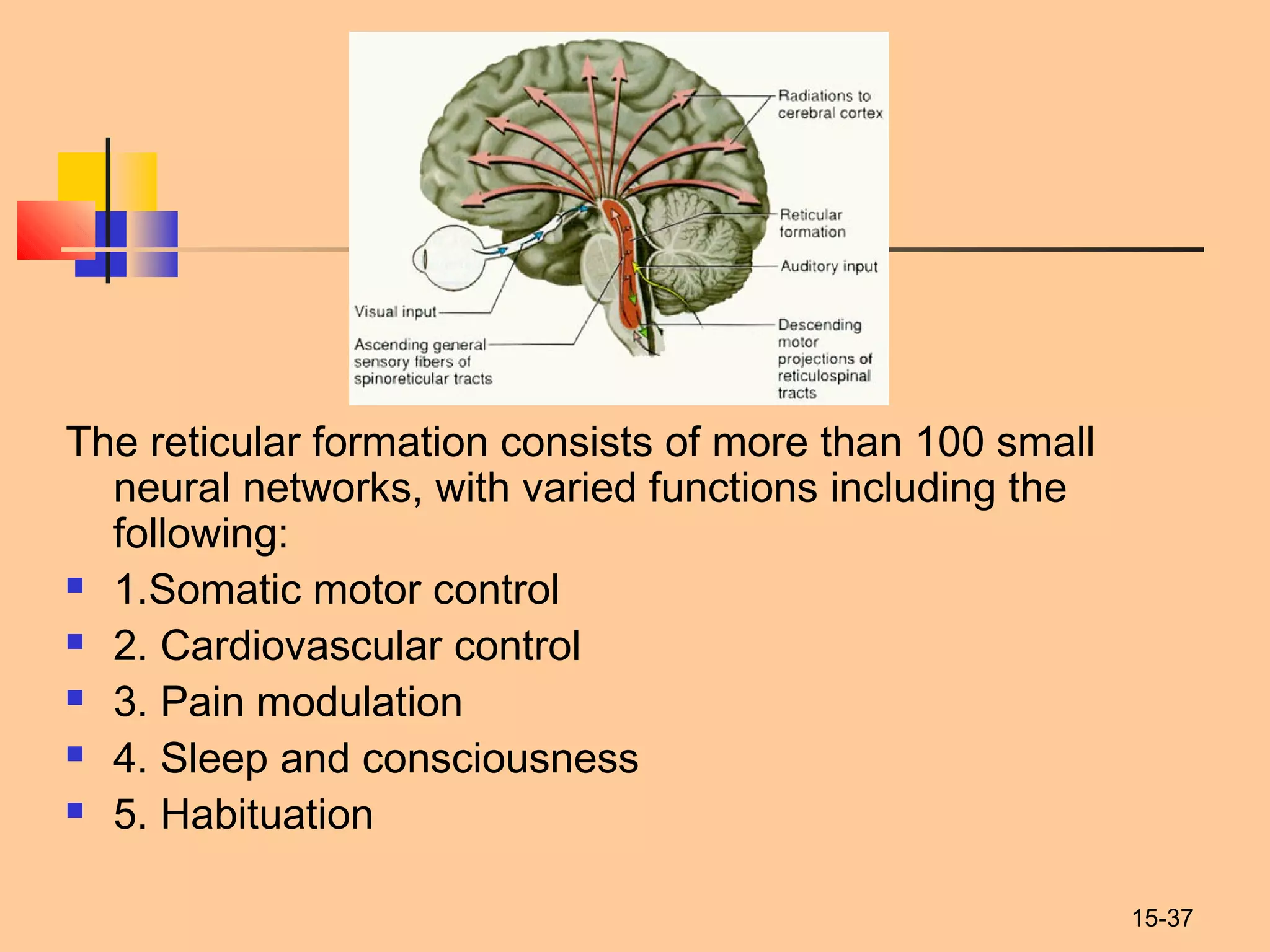 15-37
The reticular formation consists of more than 100 small
neural networks, with varied functions including the
following:
 1.Somatic motor control 
 2. Cardiovascular control
 3. Pain modulation
 4. Sleep and consciousness
 5. Habituation
 