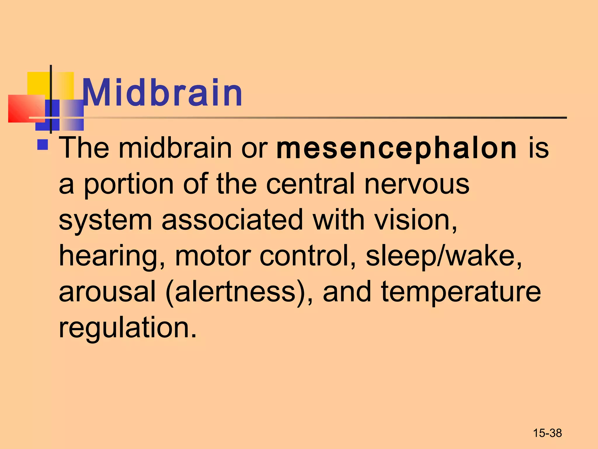 15-38
 The midbrain or mesencephalon is
a portion of the central nervous
system associated with vision,
hearing, motor control, sleep/wake,
arousal (alertness), and temperature
regulation.
Midbrain
 