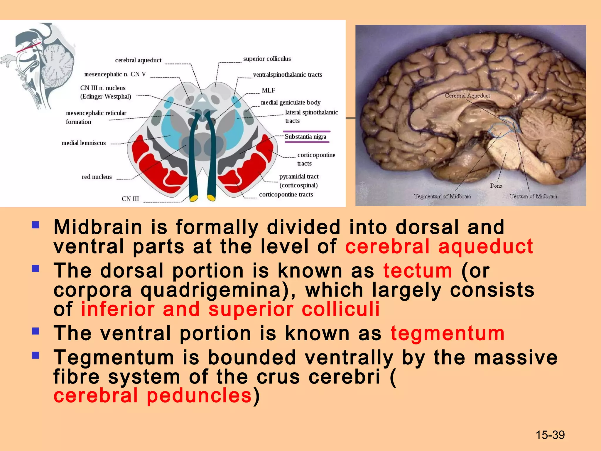 15-39
 Midbrain is formally divided into dorsal and
ventral parts at the level of cerebral aqueduct
 The dorsal portion is known as tectum (or
corpora quadrigemina), which largely consists
of inferior and superior colliculi
 The ventral portion is known as tegmentum
 Tegmentum is bounded ventrally by the massive
fibre system of the crus cerebri (
cerebral peduncles)
 