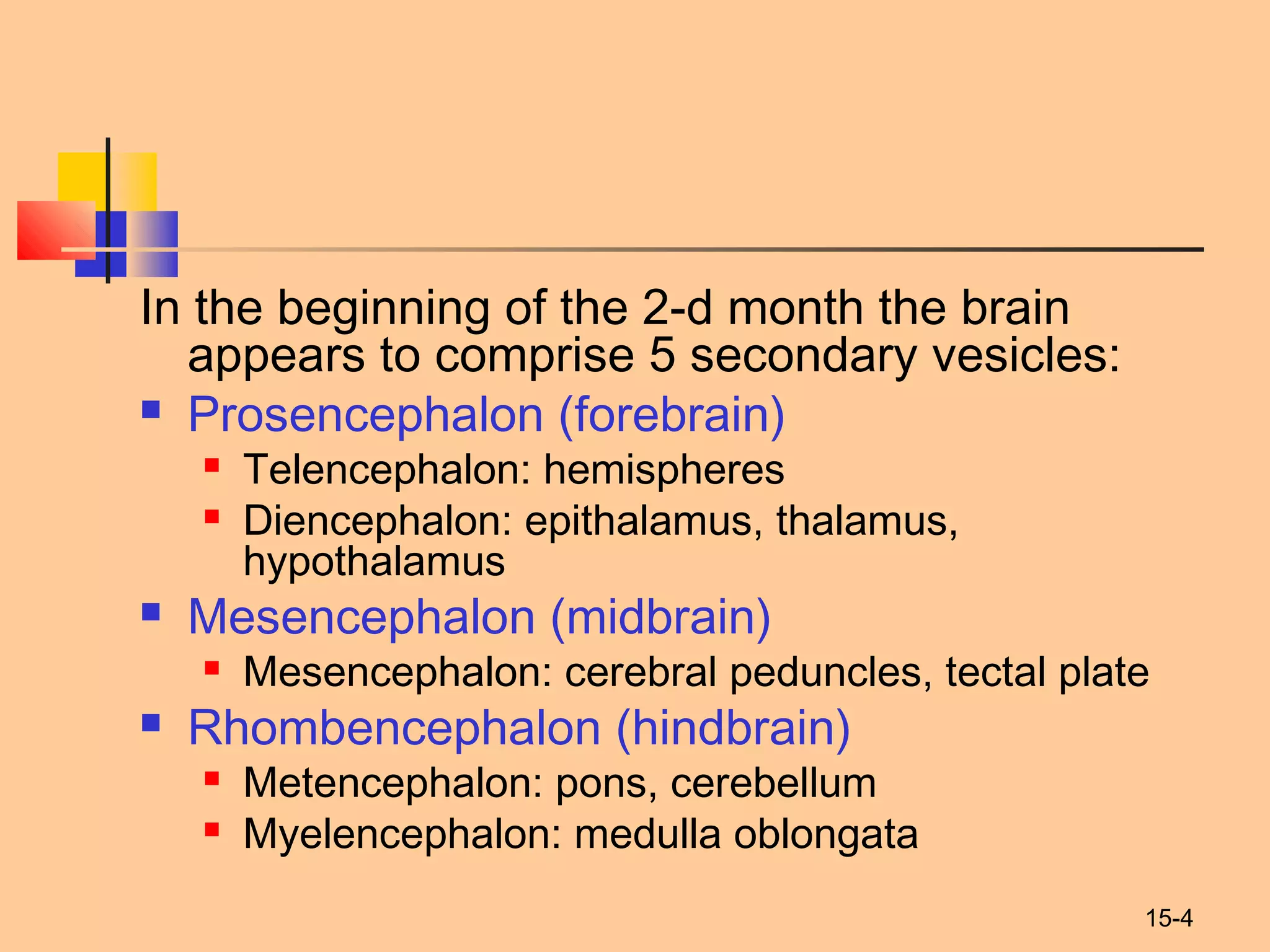 15-4
In the beginning of the 2-d month the brain
appears to comprise 5 secondary vesicles:
 Prosencephalon (forebrain)
 Telencephalon: hemispheres
 Diencephalon: epithalamus, thalamus,
hypothalamus
 Mesencephalon (midbrain)
 Mesencephalon: cerebral peduncles, tectal plate
 Rhombencephalon (hindbrain)
 Metencephalon: pons, cerebellum
 Myelencephalon: medulla oblongata
 