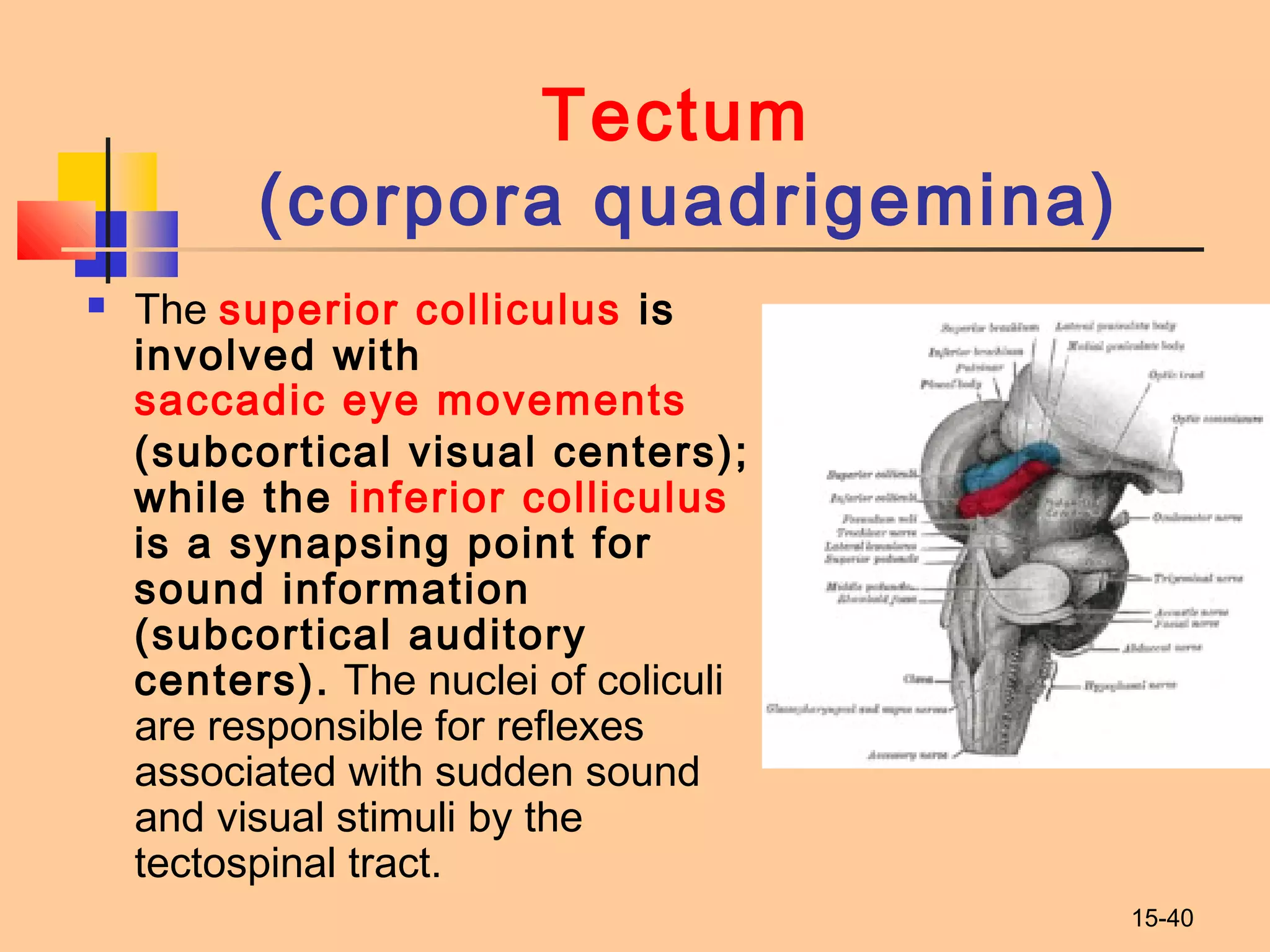 15-40
Tectum
(corpora quadrigemina)
 The superior colliculus is
involved with
saccadic eye movements
(subcortical visual centers);
while the inferior colliculus
is a synapsing point for
sound information
(subcortical auditory
centers). The nuclei of coliculi
are responsible for reflexes
associated with sudden sound
and visual stimuli by the
tectospinal tract.
 