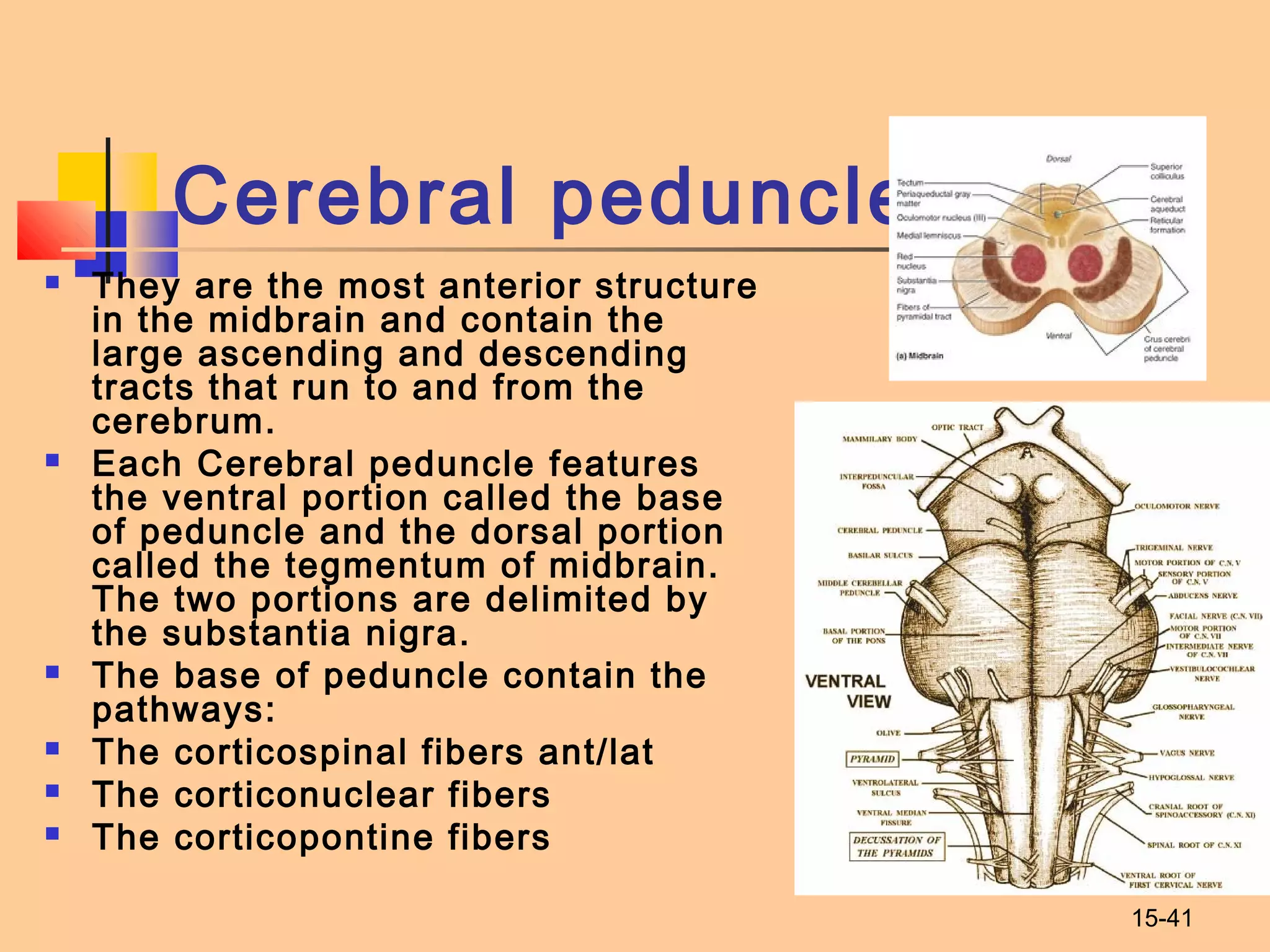 15-41
Cerebral peduncle
 They are the most anterior structure
in the midbrain and contain the
large ascending and descending
tracts that run to and from the
cerebrum.
 Each Cerebral peduncle features
the ventral portion called the base
of peduncle and the dorsal portion
called the tegmentum of midbrain.
The two portions are delimited by
the substantia nigra.
 The base of peduncle contain the
pathways:
 The corticospinal fibers ant/lat
 The corticonuclear fibers
 The corticopontine fibers
 