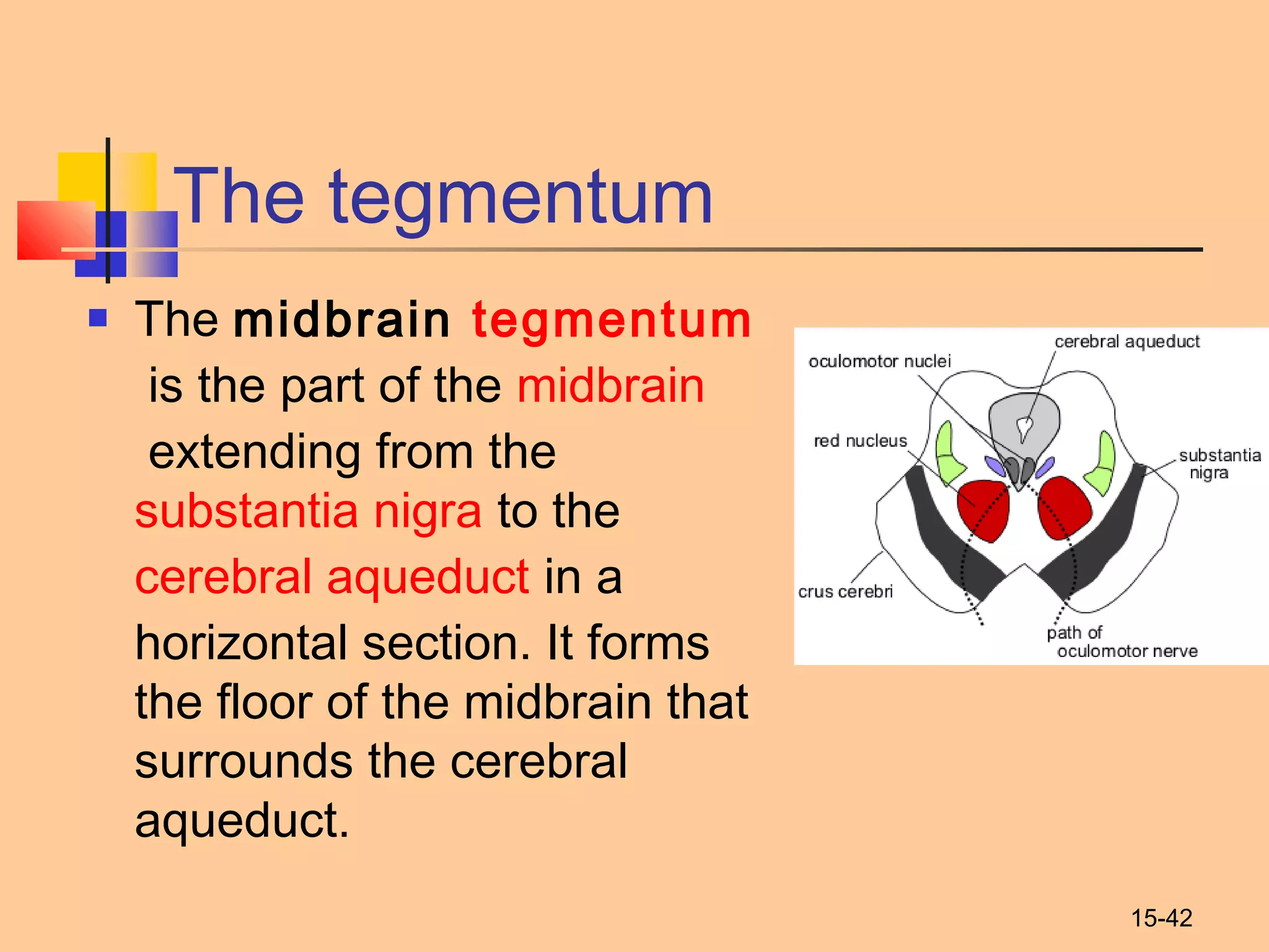 15-42
The tegmentum
 The midbrain tegmentum
 is the part of the midbrain
 extending from the 
substantia nigra to the 
cerebral aqueduct in a
horizontal section. It forms
the floor of the midbrain that
surrounds the cerebral
aqueduct.
 