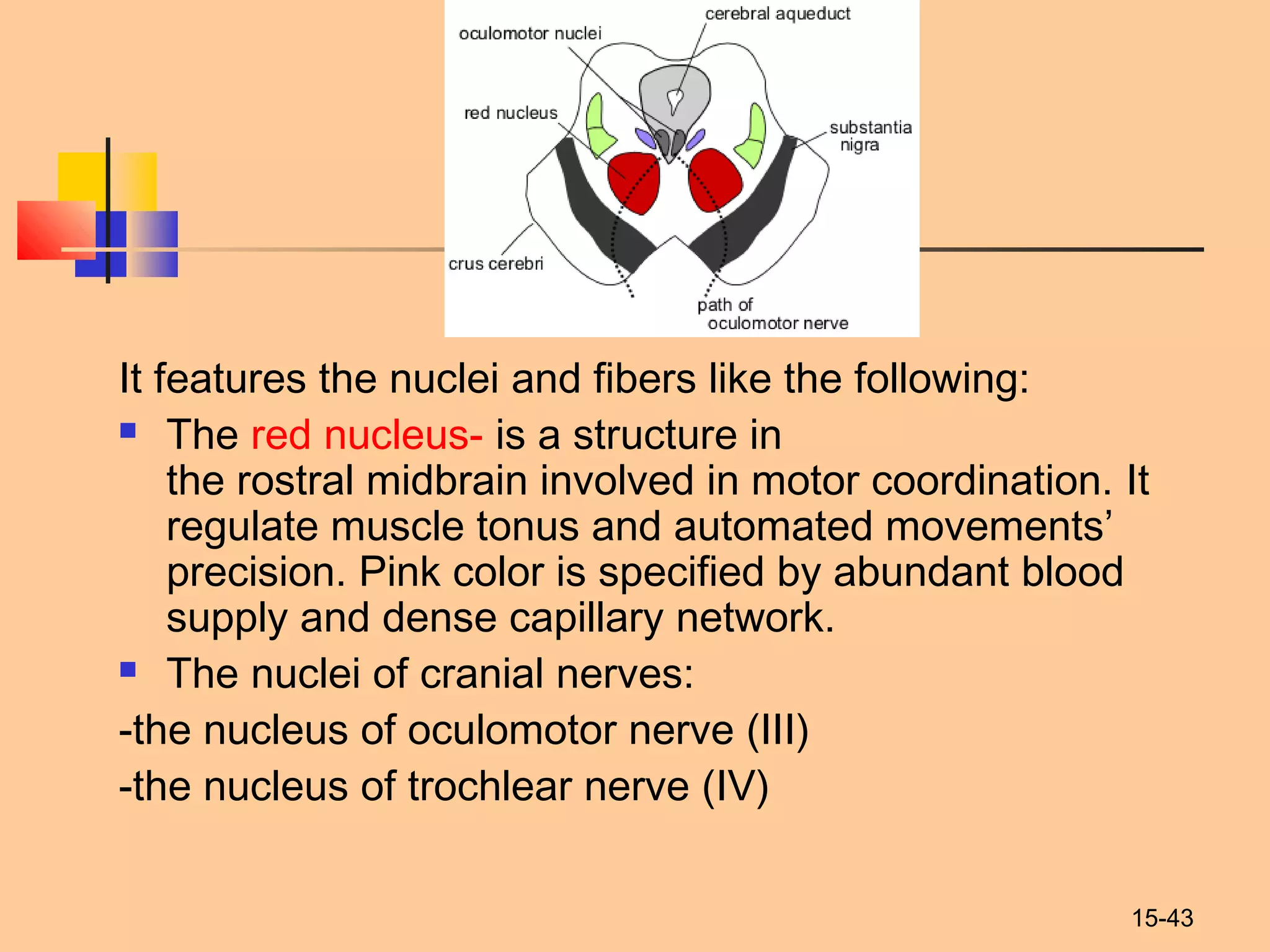 15-43
It features the nuclei and fibers like the following:
 The red nucleus- is a structure in
the rostral midbrain involved in motor coordination. It
regulate muscle tonus and automated movements’
precision. Pink color is specified by abundant blood
supply and dense capillary network.
 The nuclei of cranial nerves:
-the nucleus of oculomotor nerve (III)
-the nucleus of trochlear nerve (IV)
 