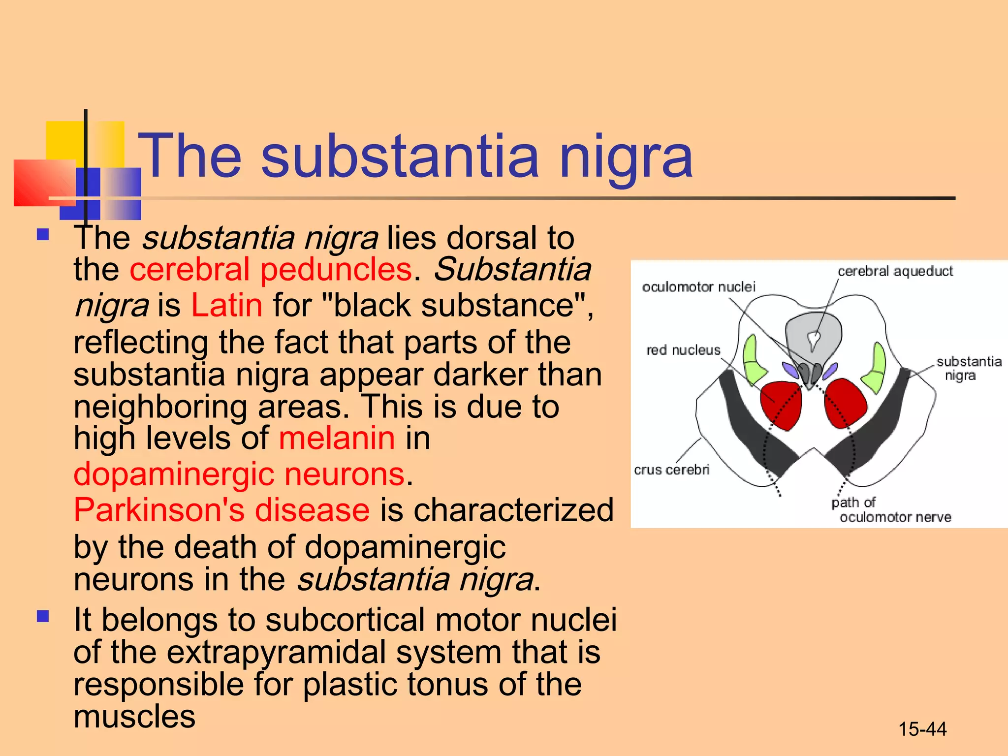 15-44
The substantia nigra
 The substantia nigra lies dorsal to
the cerebral peduncles. Substantia
nigra is Latin for "black substance",
reflecting the fact that parts of the
substantia nigra appear darker than
neighboring areas. This is due to
high levels of melanin in 
dopaminergic neurons. 
Parkinson's disease is characterized
by the death of dopaminergic
neurons in the substantia nigra.
 It belongs to subcortical motor nuclei
of the extrapyramidal system that is
responsible for plastic tonus of the
muscles
 