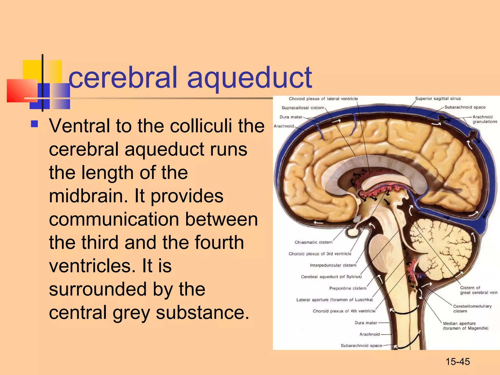 15-45
cerebral aqueduct
 Ventral to the colliculi the
cerebral aqueduct runs
the length of the
midbrain. It provides
communication between
the third and the fourth
ventricles. It is
surrounded by the
central grey substance.
 