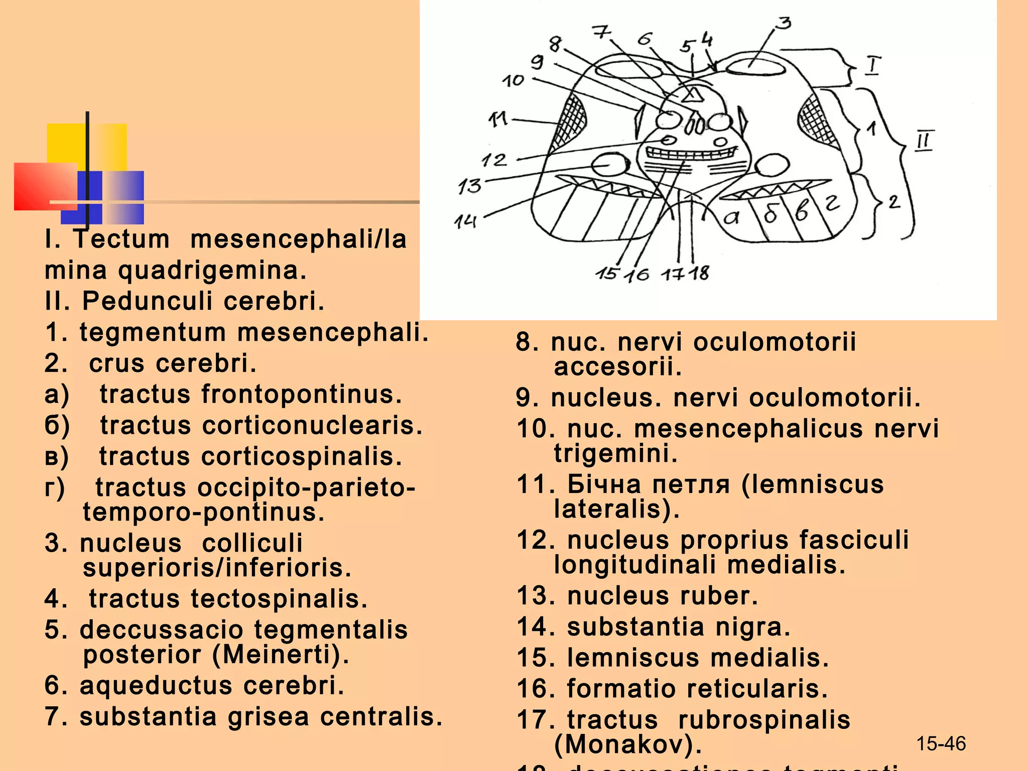 15-46
I. Tectum mesencephali/la
mina quadrigemina.
II. Pedunculi cerebri.
1. tegmentum mesencephali.
2. crus cerebri.
а) tractus frontopontinus.
б) tractus corticonuclearis.
в) tractus corticospinalis.
г) tractus occipito-parieto-
temporo-pontinus.
3. nucleus colliculi
superioris/inferioris.
4. tractus tectospinalis.
5. deccussacio tegmentalis
posterior (Meinerti).
6. aqueductus cerebri.
7. substantia grisea centralis.
8. nuc. nervi oculomotorii
accesorii.
9. nucleus. nervi oculomotorii.
10. nuc. mesencephalicus nervi
trigemini.
11. Бічна петля (lemniscus
lateralis).
12. nucleus proprіus fasciculi
longitudinali medialis.
13. nucleus ruber.
14. substantia nigra.
15. lemniscus medialis.
16. formatio reticularis.
17. tractus rubrospinalis
(Monakov).
 