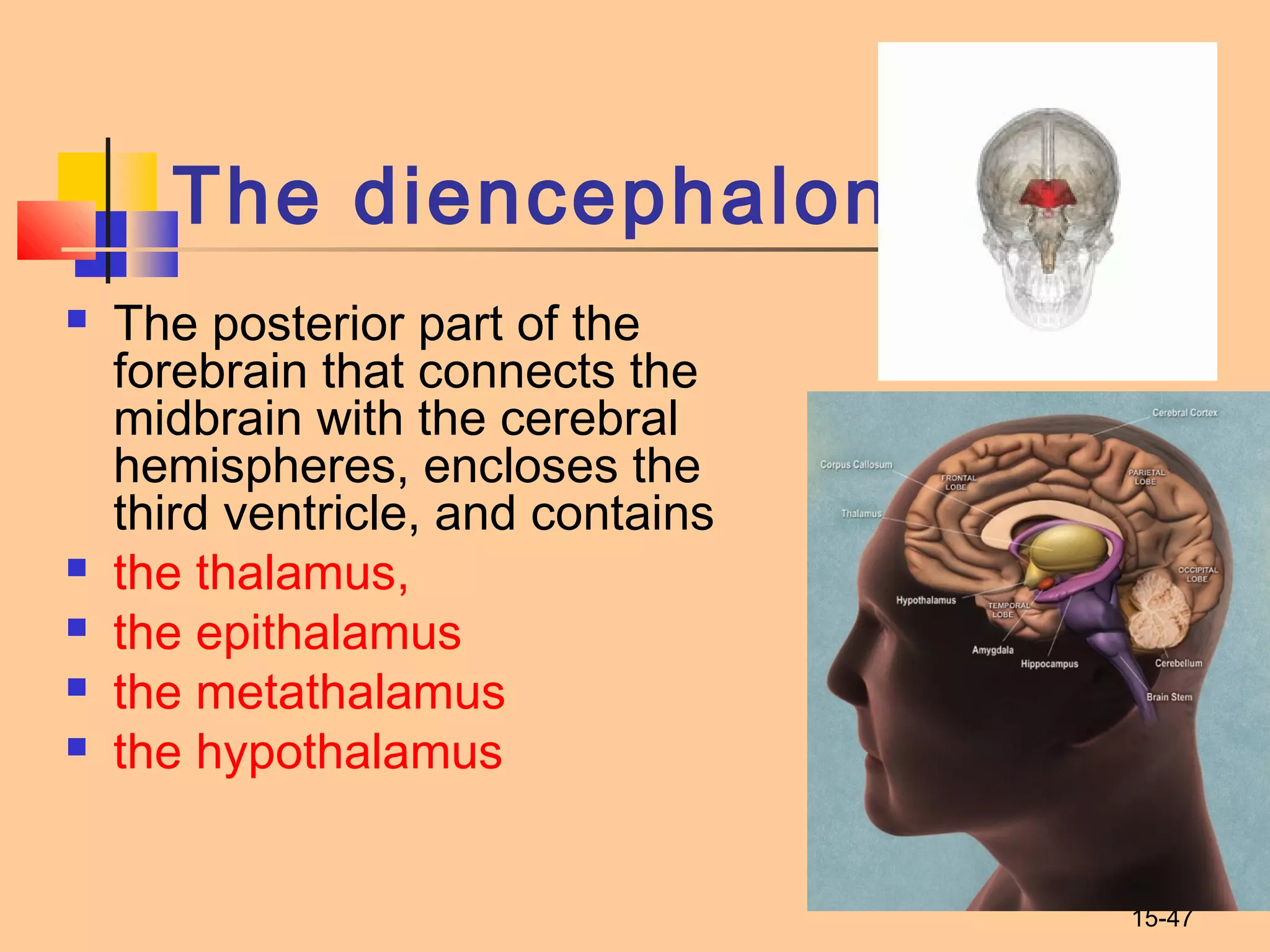 15-47
The diencephalon
 The posterior part of the
forebrain that connects the
midbrain with the cerebral
hemispheres, encloses the
third ventricle, and contains
 the thalamus,
 the epithalamus
 the metathalamus
 the hypothalamus
 