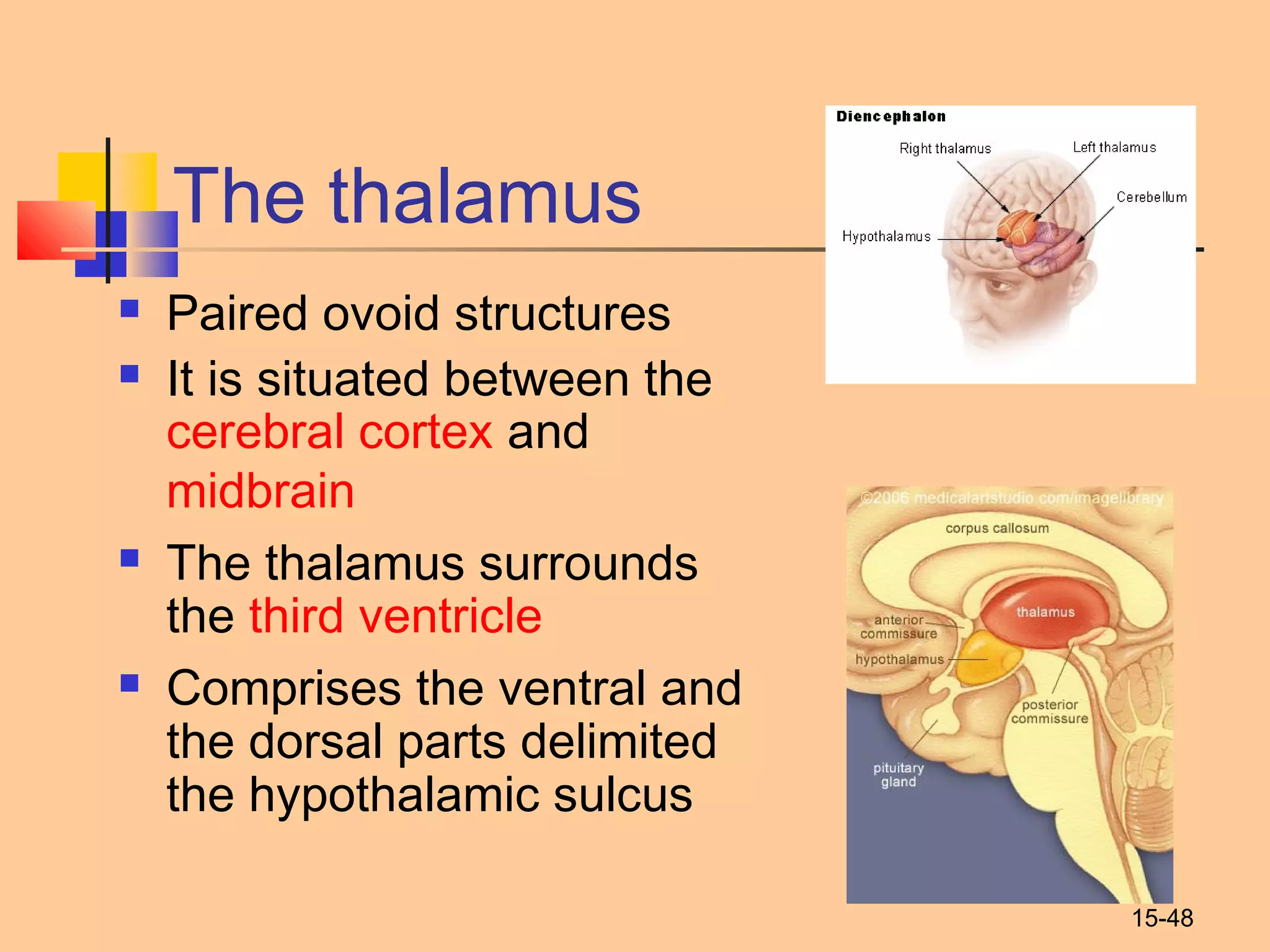 15-48
The thalamus
 Paired ovoid structures
 It is situated between the 
cerebral cortex and 
midbrain
 The thalamus surrounds
the third ventricle
 Comprises the ventral and
the dorsal parts delimited
the hypothalamic sulcus
 