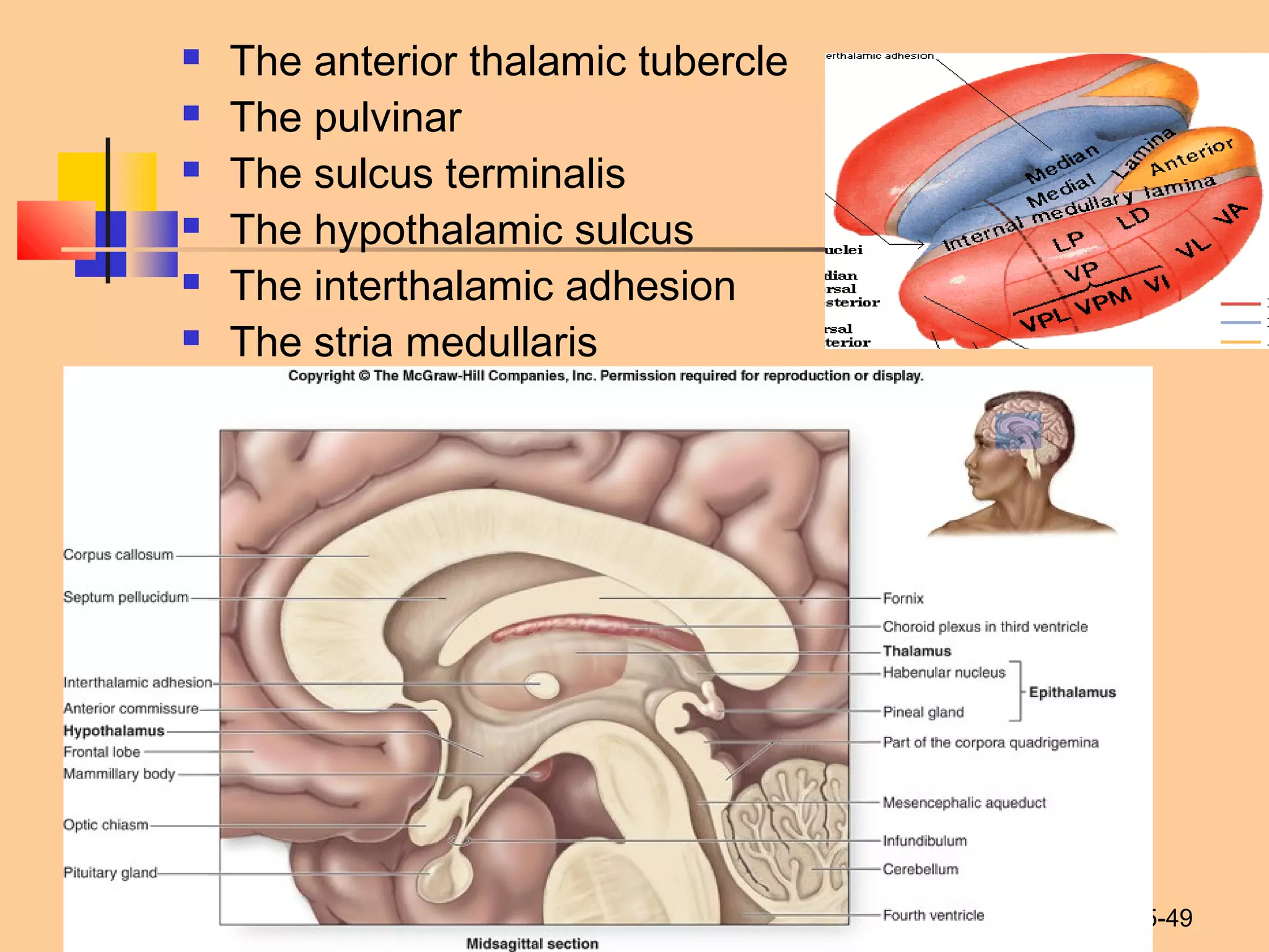 15-49
 The anterior thalamic tubercle
 The pulvinar
 The sulcus terminalis
 The hypothalamic sulcus
 The interthalamic adhesion
 The stria medullaris
 