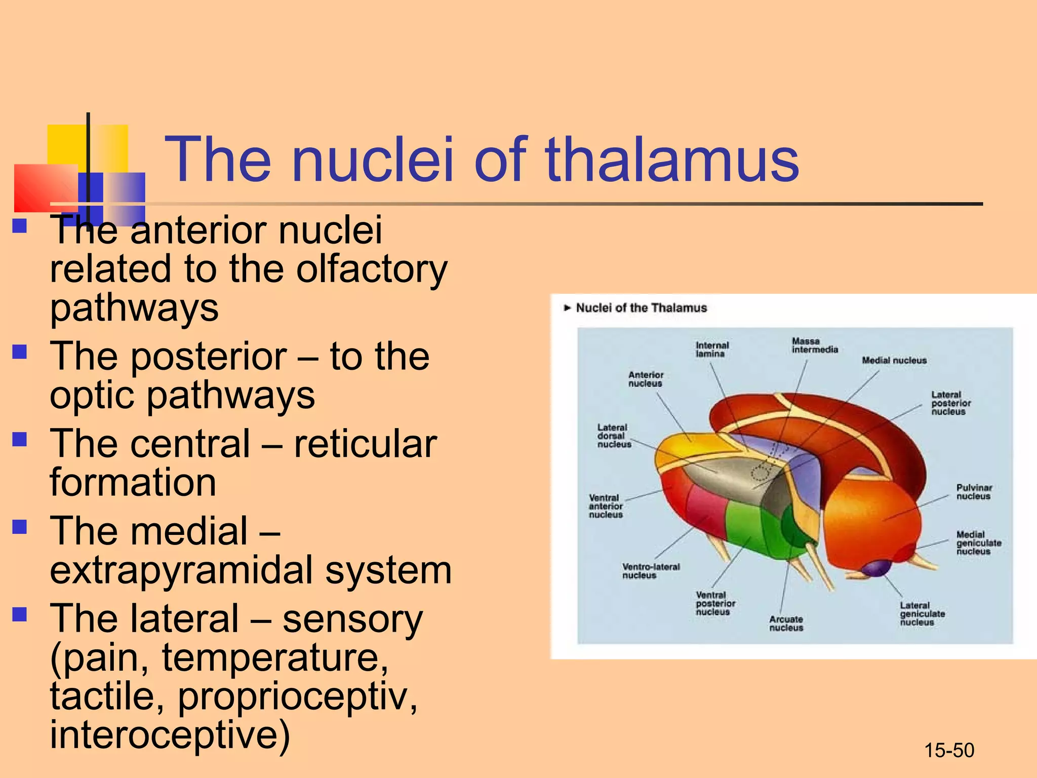 15-50
The nuclei of thalamus
 The anterior nuclei
related to the olfactory
pathways
 The posterior – to the
optic pathways
 The central – reticular
formation
 The medial –
extrapyramidal system
 The lateral – sensory
(pain, temperature,
tactile, proprioceptiv,
interoceptive)
 