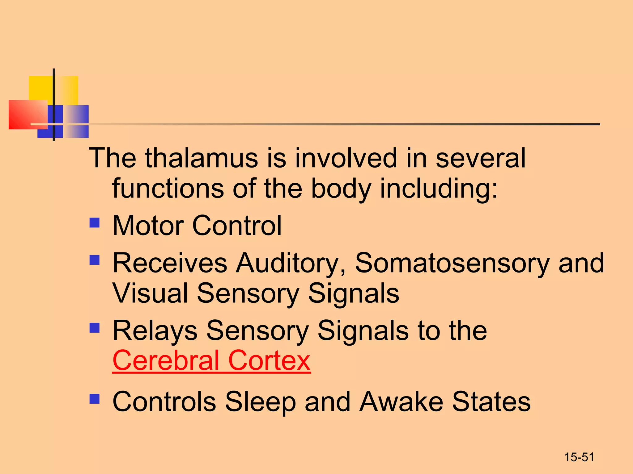 15-51
The thalamus is involved in several
functions of the body including:
 Motor Control
 Receives Auditory, Somatosensory and
Visual Sensory Signals
 Relays Sensory Signals to the 
Cerebral Cortex
 Controls Sleep and Awake States
 