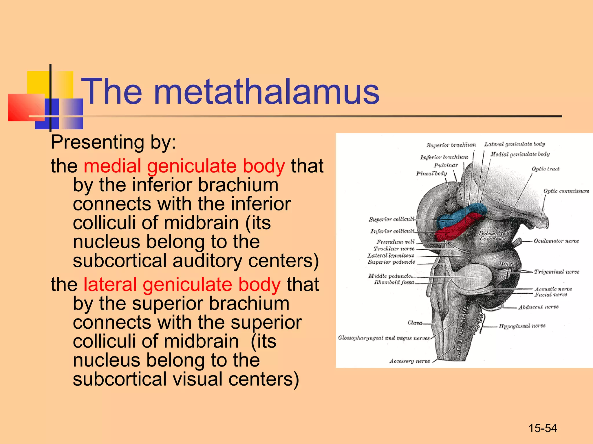 15-54
The metathalamus
Presenting by:
the medial geniculate body that
by the inferior brachium
connects with the inferior
colliculi of midbrain (its
nucleus belong to the
subcortical auditory centers)
the lateral geniculate body that
by the superior brachium
connects with the superior
colliculi of midbrain  (its
nucleus belong to the
subcortical visual centers)
 