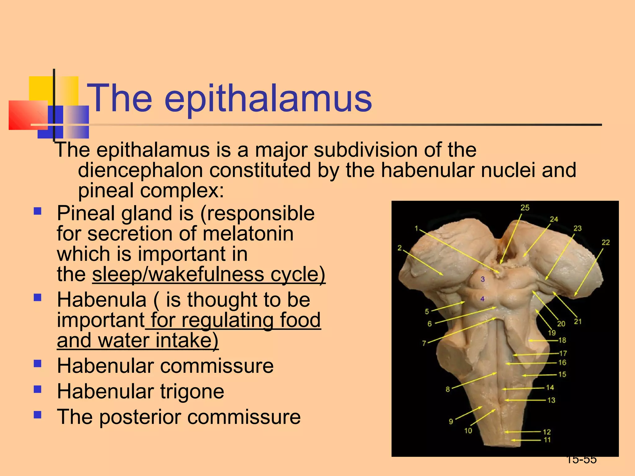 15-55
The epithalamus
The epithalamus is a major subdivision of the
diencephalon constituted by the habenular nuclei and
pineal complex:
 Pineal gland is (responsible
for secretion of melatonin
which is important in
the sleep/wakefulness cycle)
 Habenula ( is thought to be
important for regulating food
and water intake)
 Habenular commissure
 Habenular trigone
 The posterior commissure
 