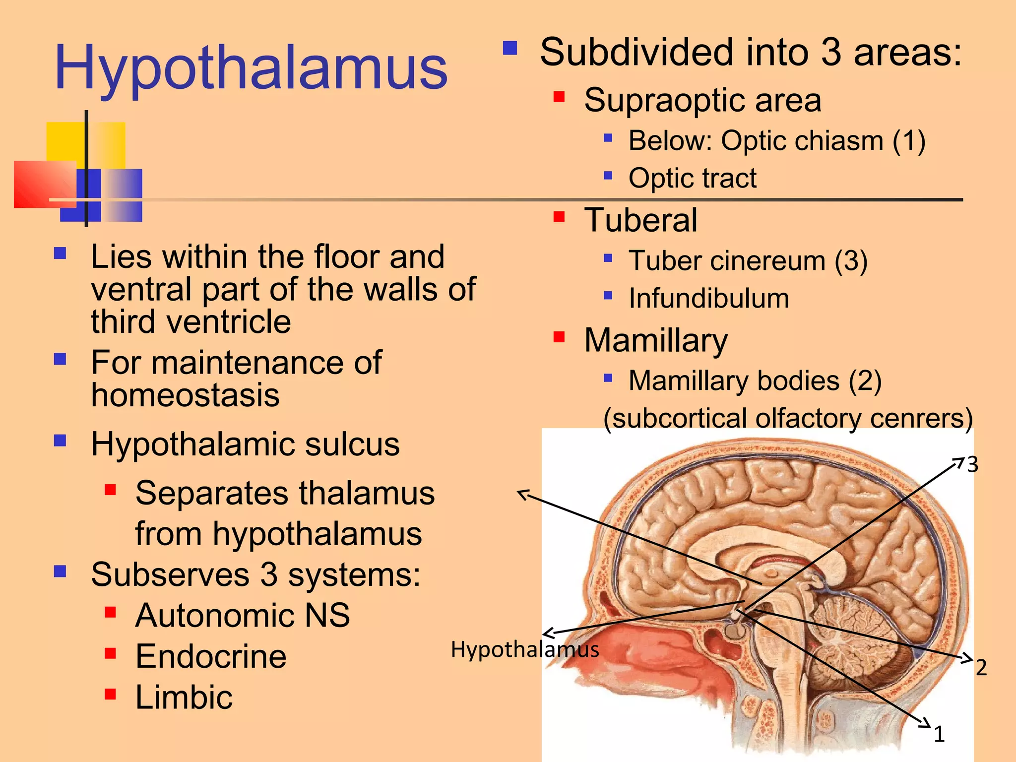 15-57
Hypothalamus
 Lies within the floor and
ventral part of the walls of
third ventricle
 For maintenance of
homeostasis
 Hypothalamic sulcus
 Separates thalamus
from hypothalamus
 Subserves 3 systems:
 Autonomic NS
 Endocrine
 Limbic
 Subdivided into 3 areas:
 Supraoptic area

Below: Optic chiasm (1)

Optic tract
 Tuberal

Tuber cinereum (3)

Infundibulum
 Mamillary

Mamillary bodies (2)
(subcortical olfactory cenrers)
Hypothalamus
1
2
3
 
