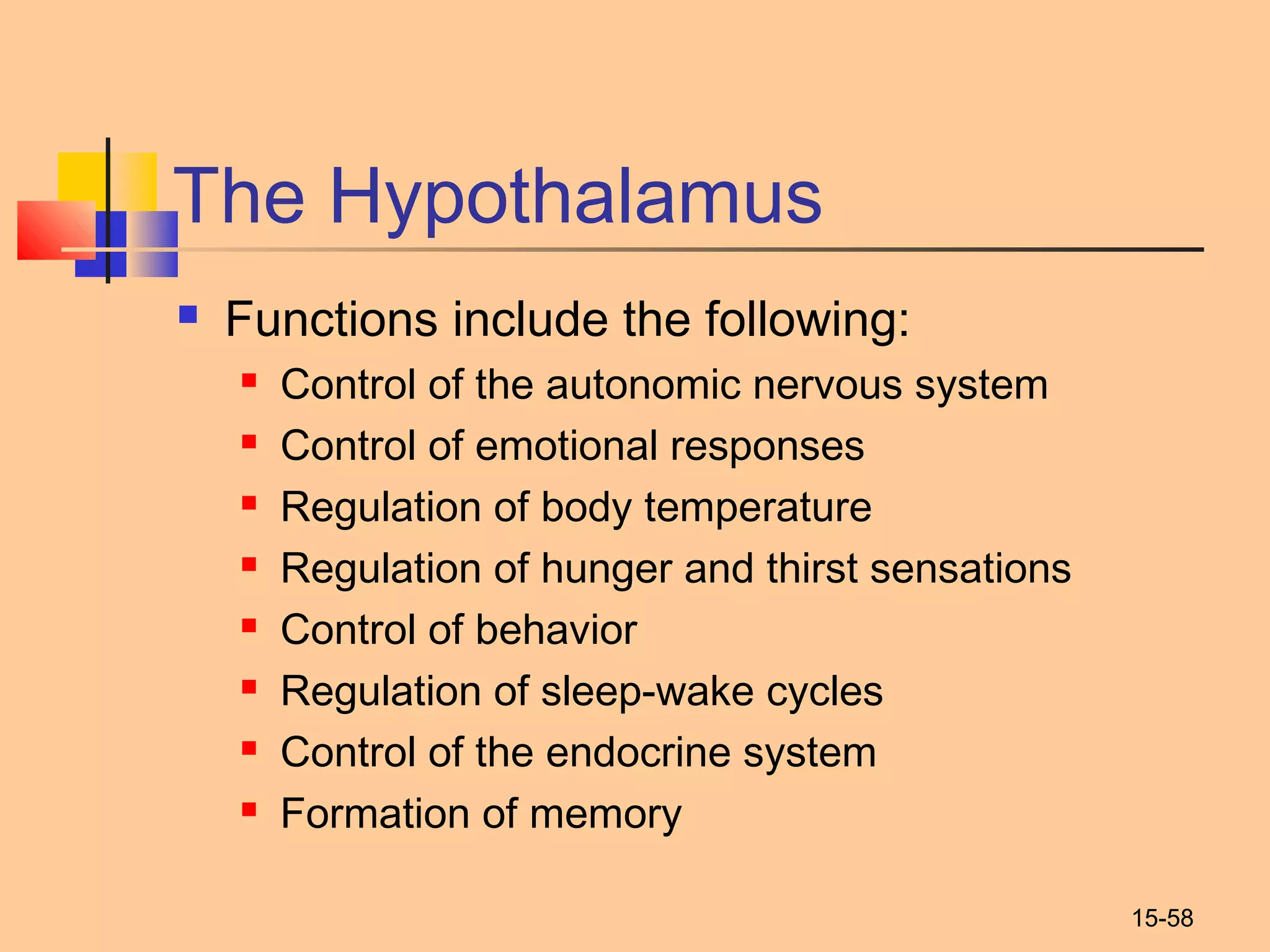 15-58
The Hypothalamus
 Functions include the following:
 Control of the autonomic nervous system
 Control of emotional responses
 Regulation of body temperature
 Regulation of hunger and thirst sensations
 Control of behavior
 Regulation of sleep-wake cycles
 Control of the endocrine system
 Formation of memory
 