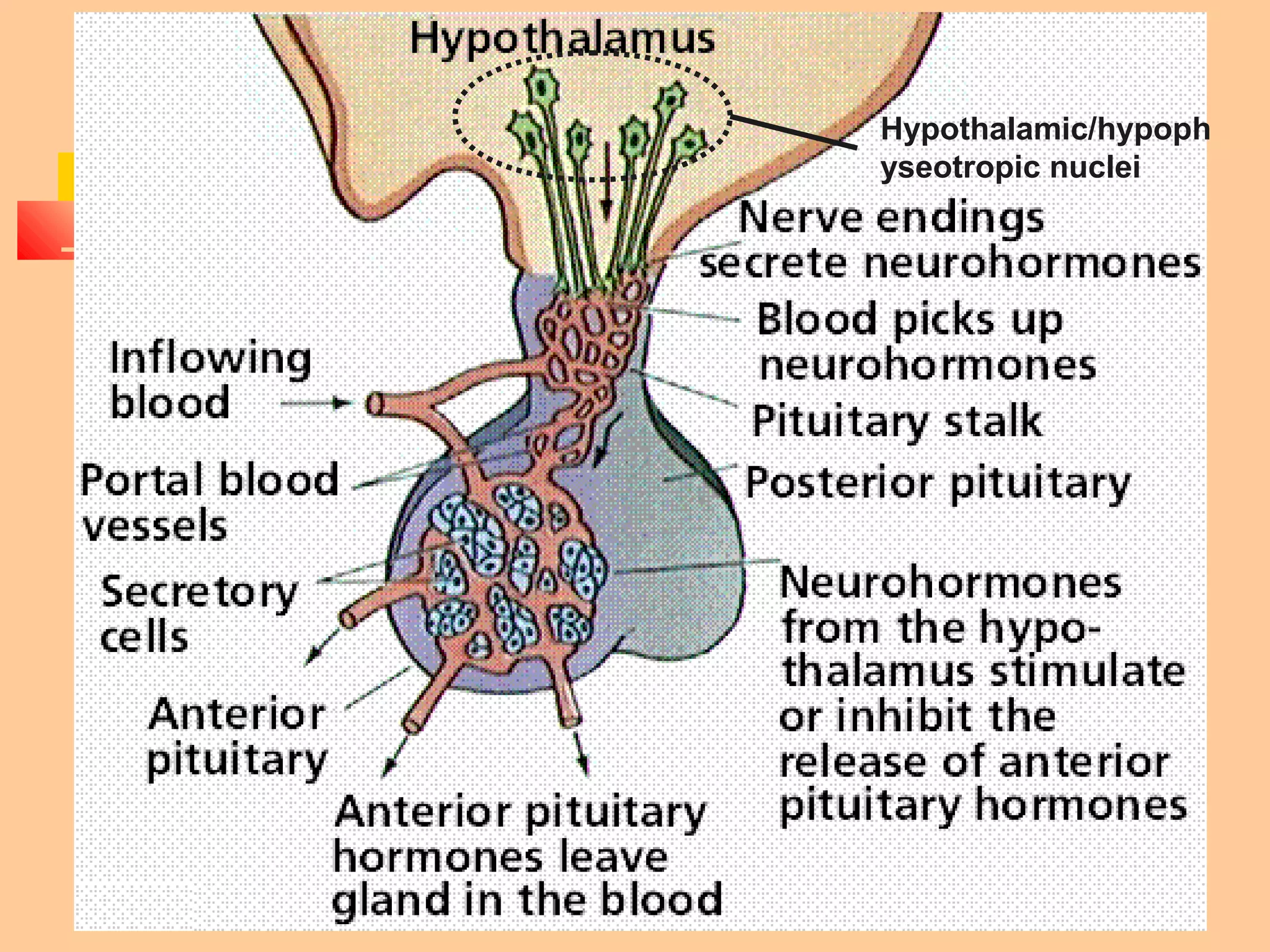 15-61
Hypothalamic/hypoph
yseotropic nuclei
 