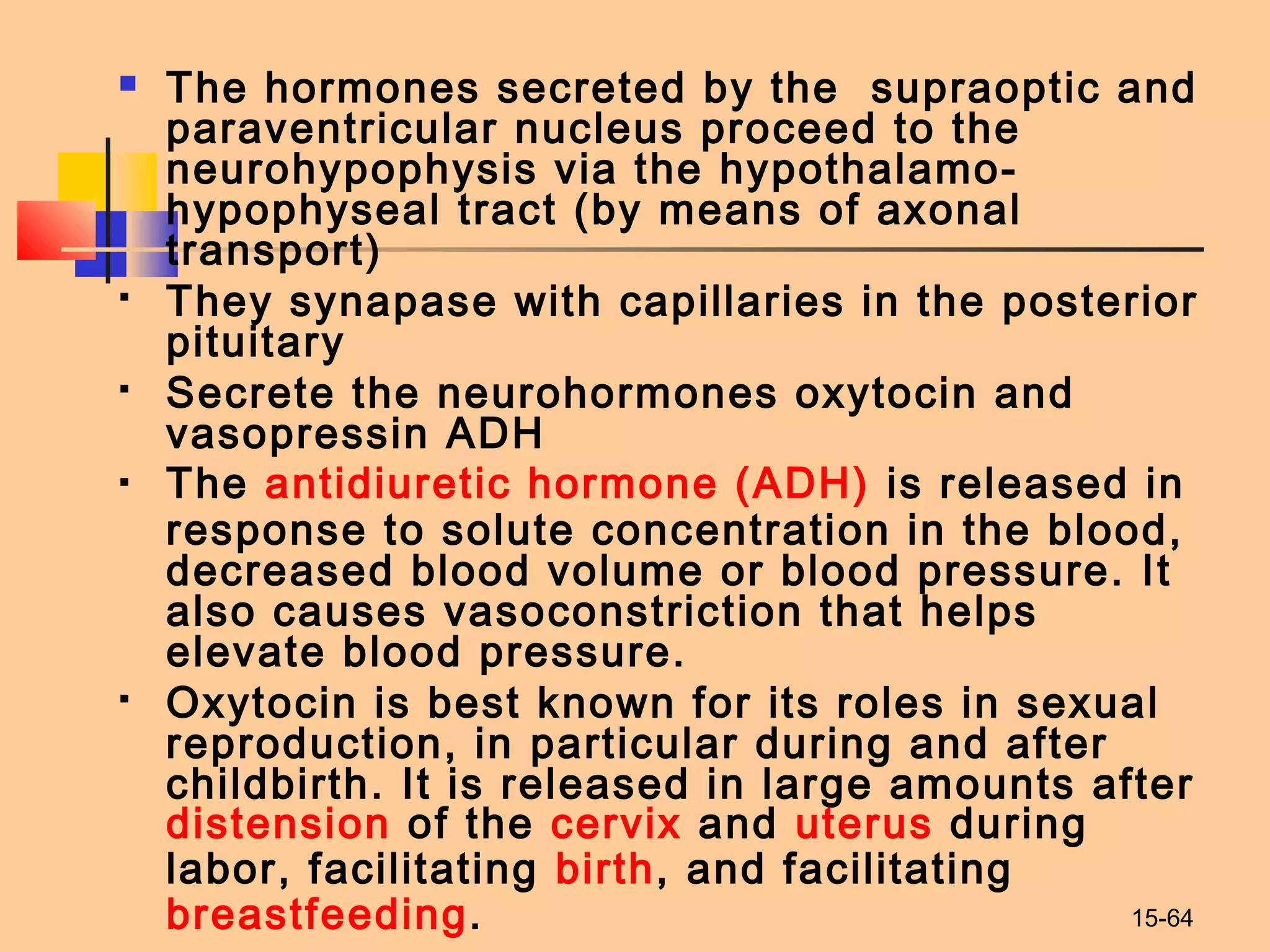15-64
 The hormones secreted by the supraoptic and
paraventricular nucleus proceed to the
neurohypophysis via the hypothalamo-
hypophyseal tract (by means of axonal
transport)
 They synapase with capillaries in the posterior
pituitary
 Secrete the neurohormones oxytocin and
vasopressin ADH
 The antidiuretic hormone (ADH) is released in
response to solute concentration in the blood,
decreased blood volume or blood pressure. It
also causes vasoconstriction that helps
elevate blood pressure.
 Oxytocin is best known for its roles in sexual
reproduction, in particular during and after
childbirth. It is released in large amounts after 
distension of the cervix and uterus during
labor, facilitating birth, and facilitating 
breastfeeding.
 