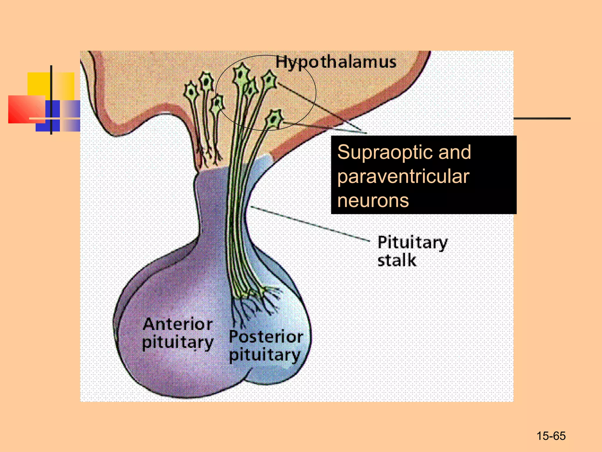 15-65
Supraoptic and
paraventricular
neurons
 