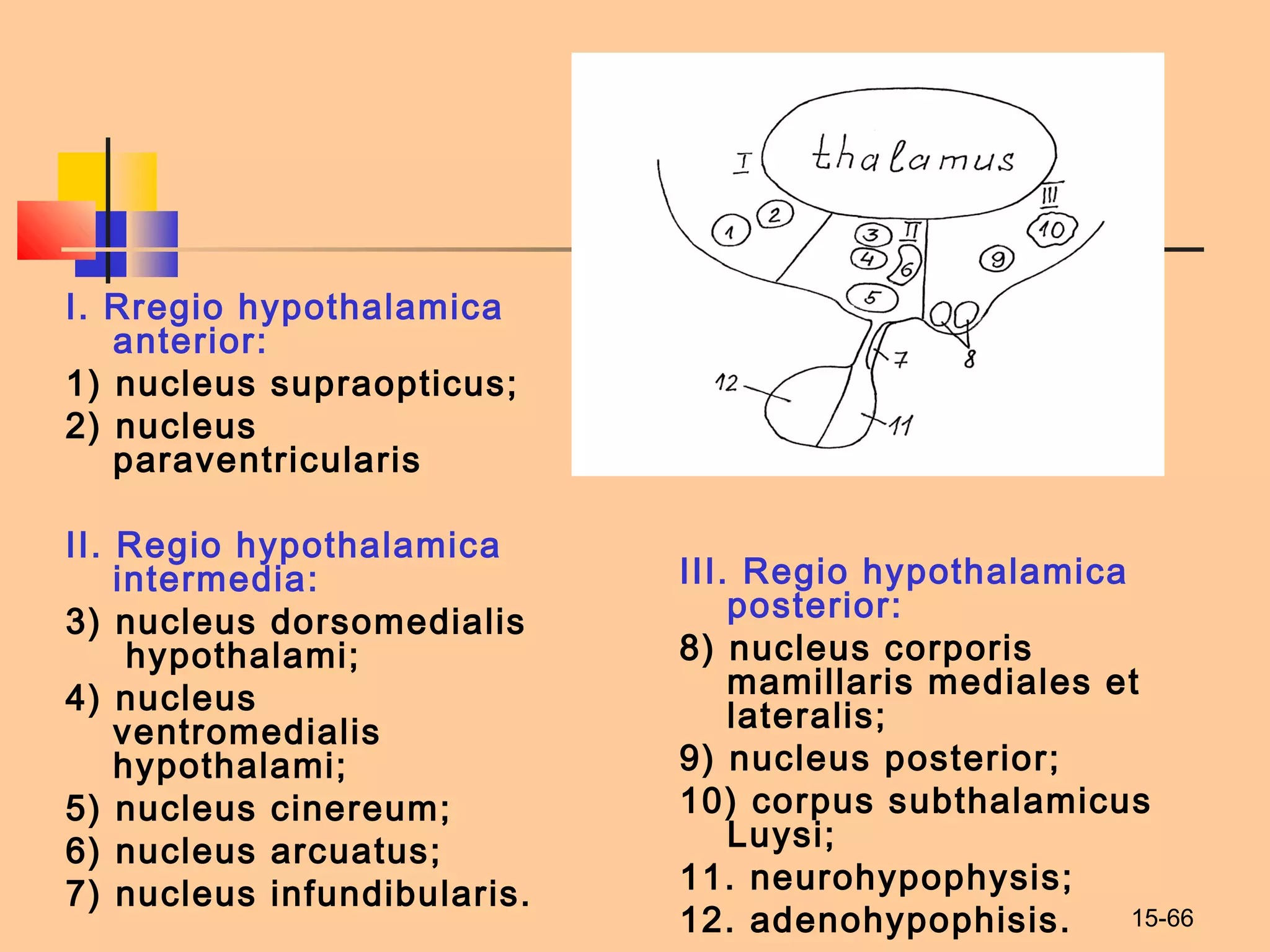 15-66
I. Rregio hypothalamica
anterior:
1) nucleus supraopticus;
2) nucleus
paraventricularis
II. Regio hypothalamica
intermedia:
3) nucleus dorsomedialis
hypothalami;
4) nucleus
ventromedialis
hypothalami;
5) nucleus cinereum;
6) nucleus arcuatus;
7) nucleus infundibularis.
III. Regio hypothalamica
posterior:
8) nucleus corporis
mamillaris mediales et
lateralis;
9) nucleus posterior;
10) corpus subthalamicus
Luysi;
11. neurohypophysis;
12. adenohypophisis.
 