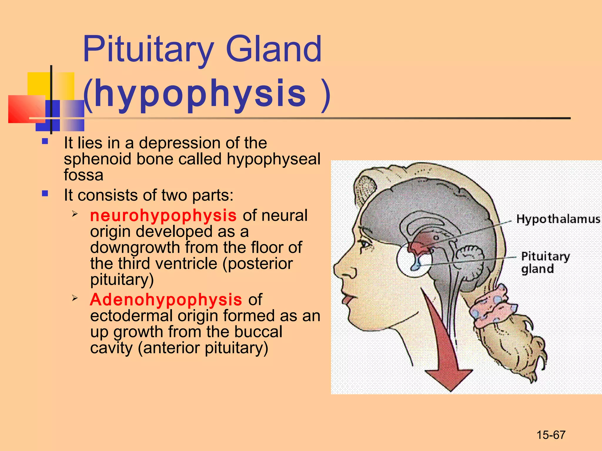 15-67
Pituitary Gland
(hypophysis )
 It lies in a depression of the
sphenoid bone called hypophyseal
fossa
 It consists of two parts:
 neurohypophysis of neural
origin developed as a
downgrowth from the floor of
the third ventricle (posterior
pituitary)
 Adenohypophysis of
ectodermal origin formed as an
up growth from the buccal
cavity (anterior pituitary)
 