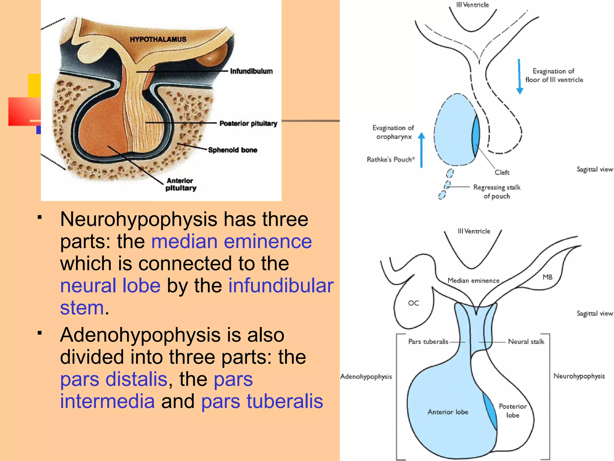 15-68
 Neurohypophysis has three
parts: the median eminence
which is connected to the
neural lobe by the infundibular
stem.
 Adenohypophysis is also
divided into three parts: the
pars distalis, the pars
intermedia and pars tuberalis
 