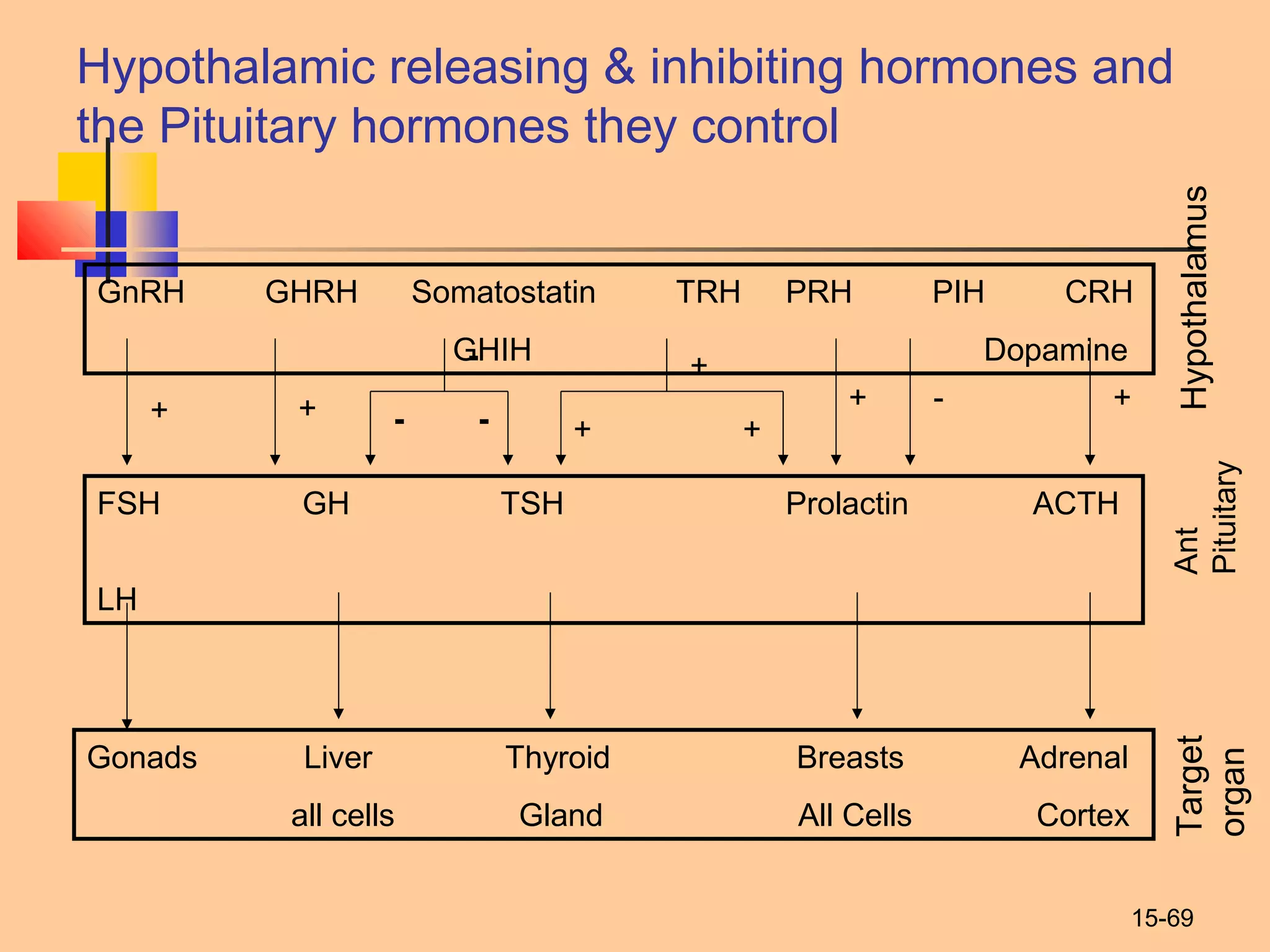 15-69
Hypothalamic releasing & inhibiting hormones and
the Pituitary hormones they control
GnRH GHRH Somatostatin TRH PRH PIH CRH
GHIH Dopamine
Hypothalamus
FSH GH TSH Prolactin ACTH
LH
Ant
Pituitary
Gonads Liver Thyroid Breasts Adrenal
all cells Gland All Cells Cortex
Target
organ
+
-
+ +-+
+
-- ++
 