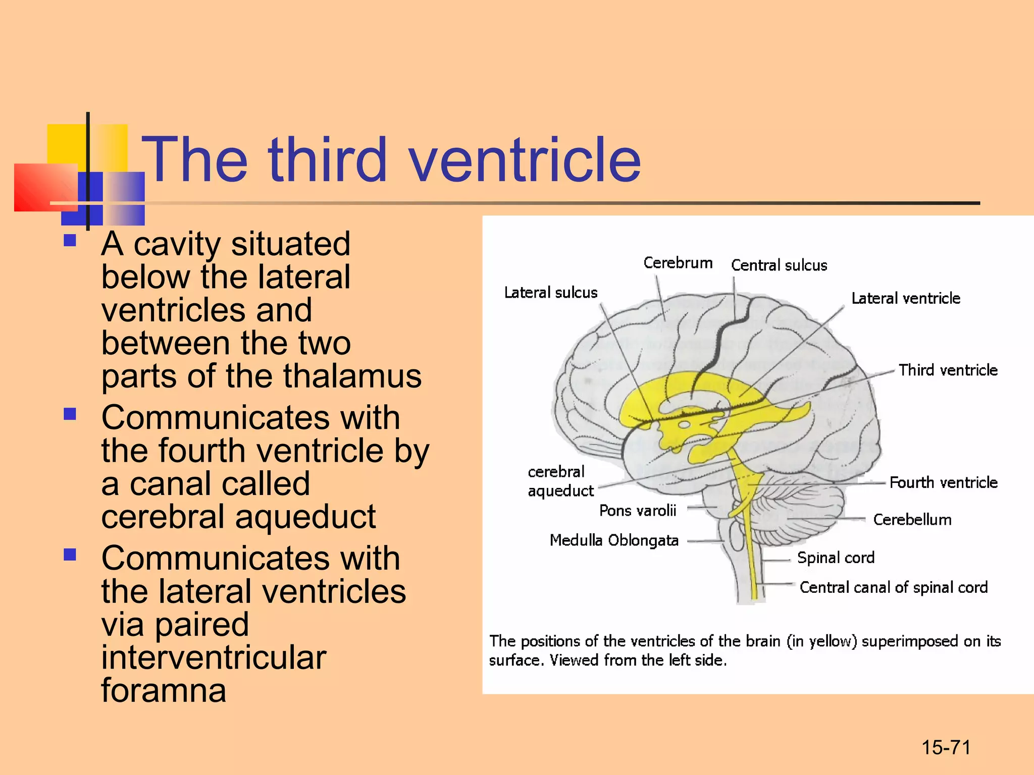 15-71
The third ventricle
 A cavity situated
below the lateral
ventricles and
between the two
parts of the thalamus
 Communicates with
the fourth ventricle by
a canal called
cerebral aqueduct
 Communicates with
the lateral ventricles
via paired
interventricular
foramna
 
