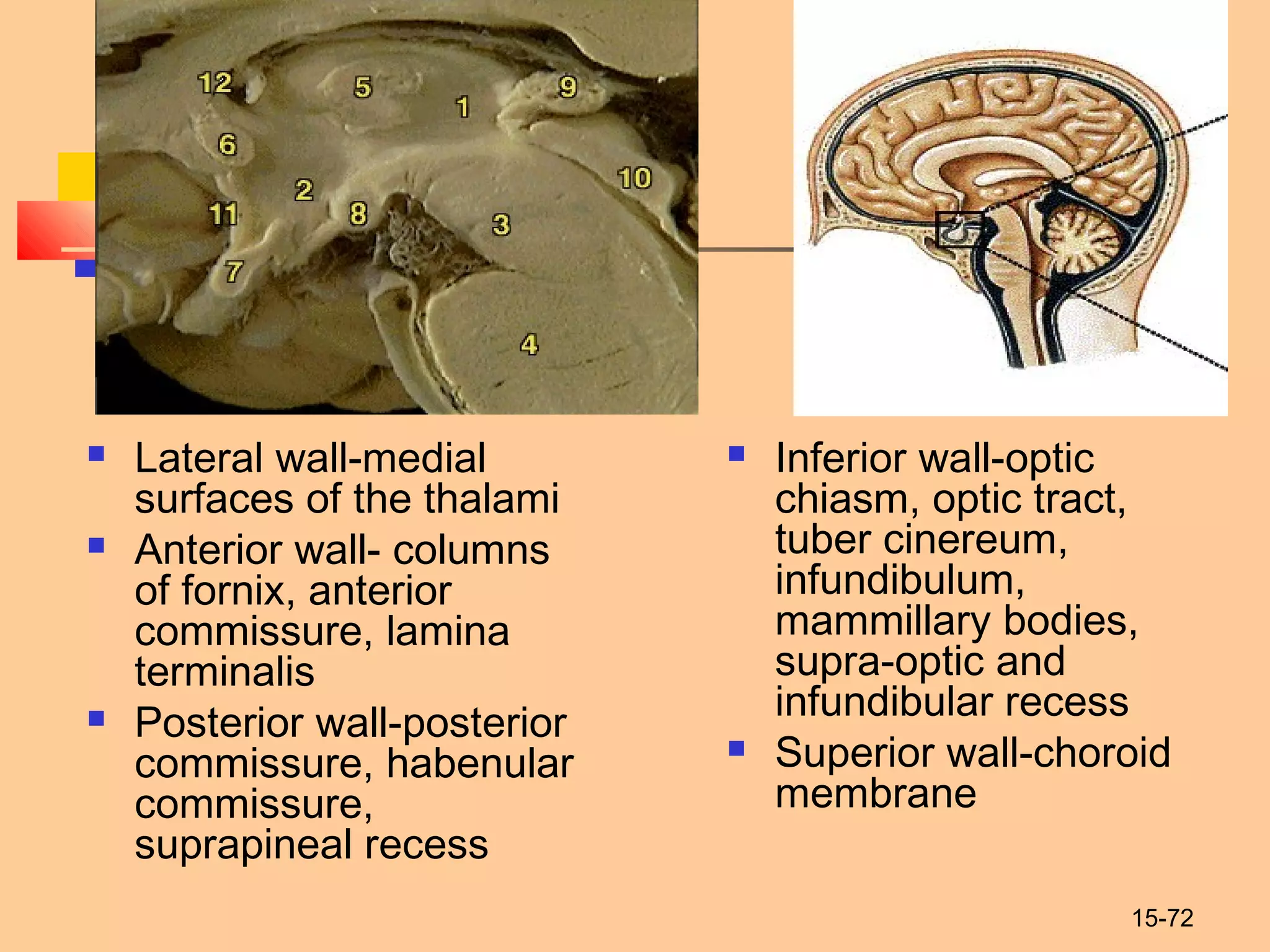 15-72
 Lateral wall-medial
surfaces of the thalami
 Anterior wall- columns
of fornix, anterior
commissure, lamina
terminalis
 Posterior wall-posterior
commissure, habenular
commissure,
suprapineal recess
 Inferior wall-optic
chiasm, optic tract,
tuber cinereum,
infundibulum,
mammillary bodies,
supra-optic and
infundibular recess
 Superior wall-choroid
membrane
 