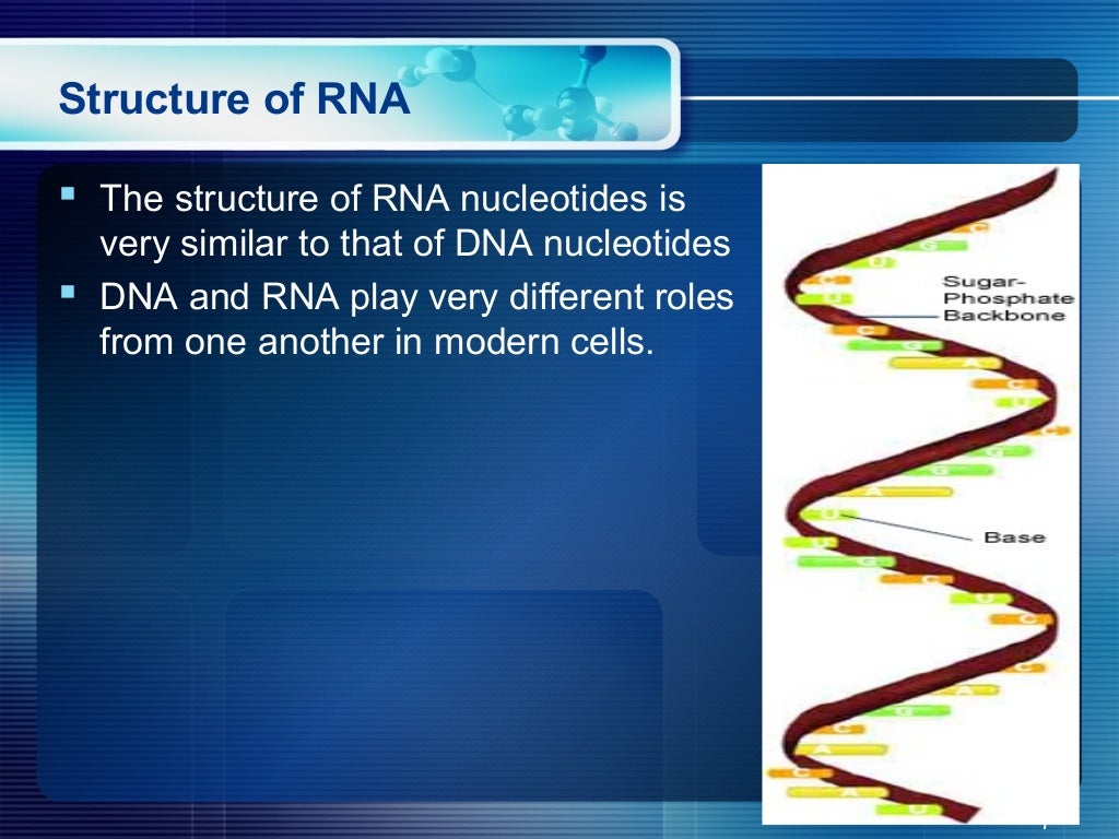 Structure of RNA