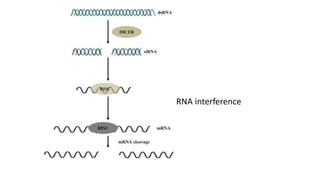 Structure and function of RNA | PPTX