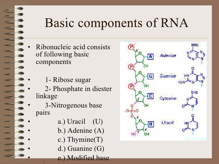 Structure of rna and its activation