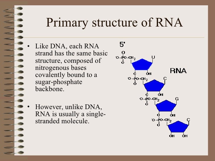 Structure of rna and its activation
