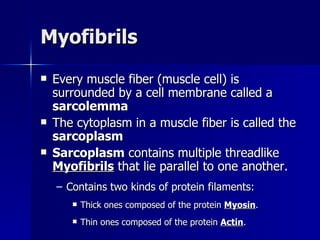 Myofibrils Every muscle fiber (muscle cell) is surrounded by a cell membrane called a  sarcolemma The cytoplasm in a muscle fiber is called the  sarcoplasm Sarcoplasm  contains multiple threadlike  Myofibrils  that lie parallel to one another. Contains two kinds of protein filaments: Thick ones composed of the protein  Myosin . Thin ones composed of the protein  Actin . 