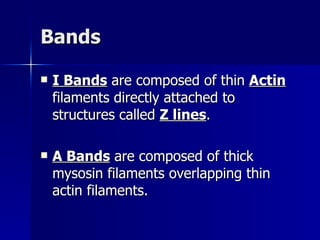 Bands I Bands  are composed of thin  Actin  filaments directly attached to structures called  Z lines . A Bands  are composed of thick mysosin filaments overlapping thin actin filaments. 