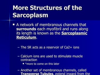 More Structures of the Sarcoplasm A network of membranous channels that  surrounds  each myofibril and runs along its length is known as the  Sarcoplasmic Reticulum . The SR acts as a reservoir of Ca2+ ions Calcium ions are used to stimulate muscle contraction *more to come on this later Another set of membranous channels, called  Transverse Tubules , extend inward from the fibers’ membrane and passes all the way through the fiber. Each tubule opens to the outside of the muscle fiber and contains extracellular fluid. Both membranous channels activate the muscle contraction mechanism where the fiber is stimulated. 