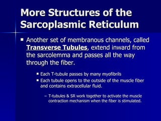 More Structures of the Sarcoplasmic Reticulum Another set of membranous channels, called  Transverse Tubules , extend inward from the sarcolemma and passes all the way through the fiber. Each T-tubule passes by many myofibrils Each tubule opens to the outside of the muscle fiber and contains extracellular fluid. T-tubules & SR work together to activate the muscle contraction mechanism when the fiber is stimulated. 