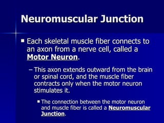 Neuromuscular Junction Each skeletal muscle fiber connects to an axon from a nerve cell, called a  Motor Neuron . This axon extends outward from the brain or spinal cord, and the muscle fiber contracts only when the motor neuron stimulates it. The connection between the motor neuron and muscle fiber is called a  Neuromuscular Junction . 