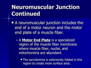 Neuromuscular Junction Continued A neuromuscular junction includes the end of a motor neuron and the motor end plate of a muscle fiber. A  Motor End Plate  is a specialized region of the muscle fiber membrane where muscle fiber, nuclei, and mitochondria are abundant. The sarcolemma is extensively folded in this region to create more surface area. 