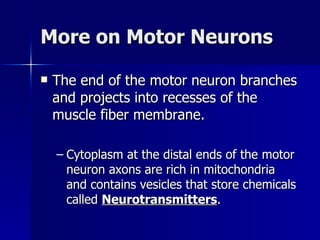 More on Motor Neurons The end of the motor neuron branches and projects into recesses of the muscle fiber membrane. Cytoplasm at the distal ends of the motor neuron axons are rich in mitochondria and contains vesicles that store chemicals called  Neurotransmitters . 