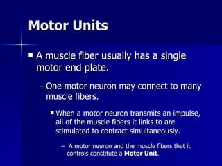 Motor Units A muscle fiber usually has a single motor end plate. One motor neuron may connect to many muscle fibers. When a motor neuron transmits an impulse, all of the muscle fibers it links to are stimulated to contract simultaneously. A motor neuron and the muscle fibers that it controls constitute a  Motor Unit . 
