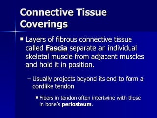 Connective Tissue Coverings Layers of fibrous connective tissue called  Fascia  separate an individual skeletal muscle from adjacent muscles and hold it in position. Usually projects beyond its end to form a cordlike tendon Fibers in tendon often intertwine with those in bone’s  periosteum . 