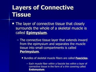 Layers of Connective Tissue The layer of connective tissue that closely surrounds the whole of a skeletal muscle is called  Epimysium . The connective tissue layer that extends inward from the epimysium and separates the muscle tissue into small compartments is called  Perimysium . Bundles of skeletal muscle fibers are called  Fascicles . Each muscle fiber within a fascicle lies within a layer of connective tissue in the form of a thin covering called  Endomysium . 